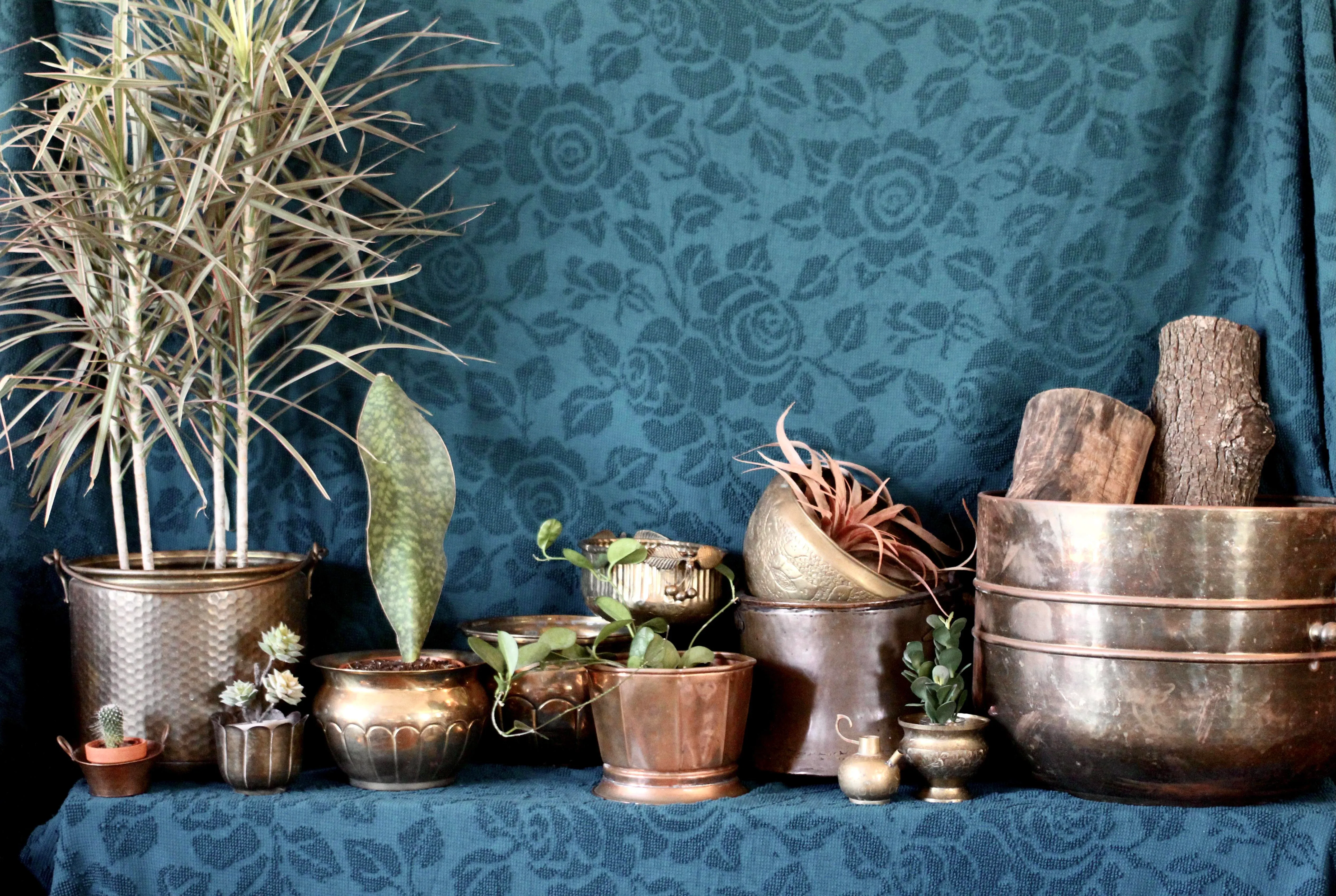 hang plants Plant Hanging Kit