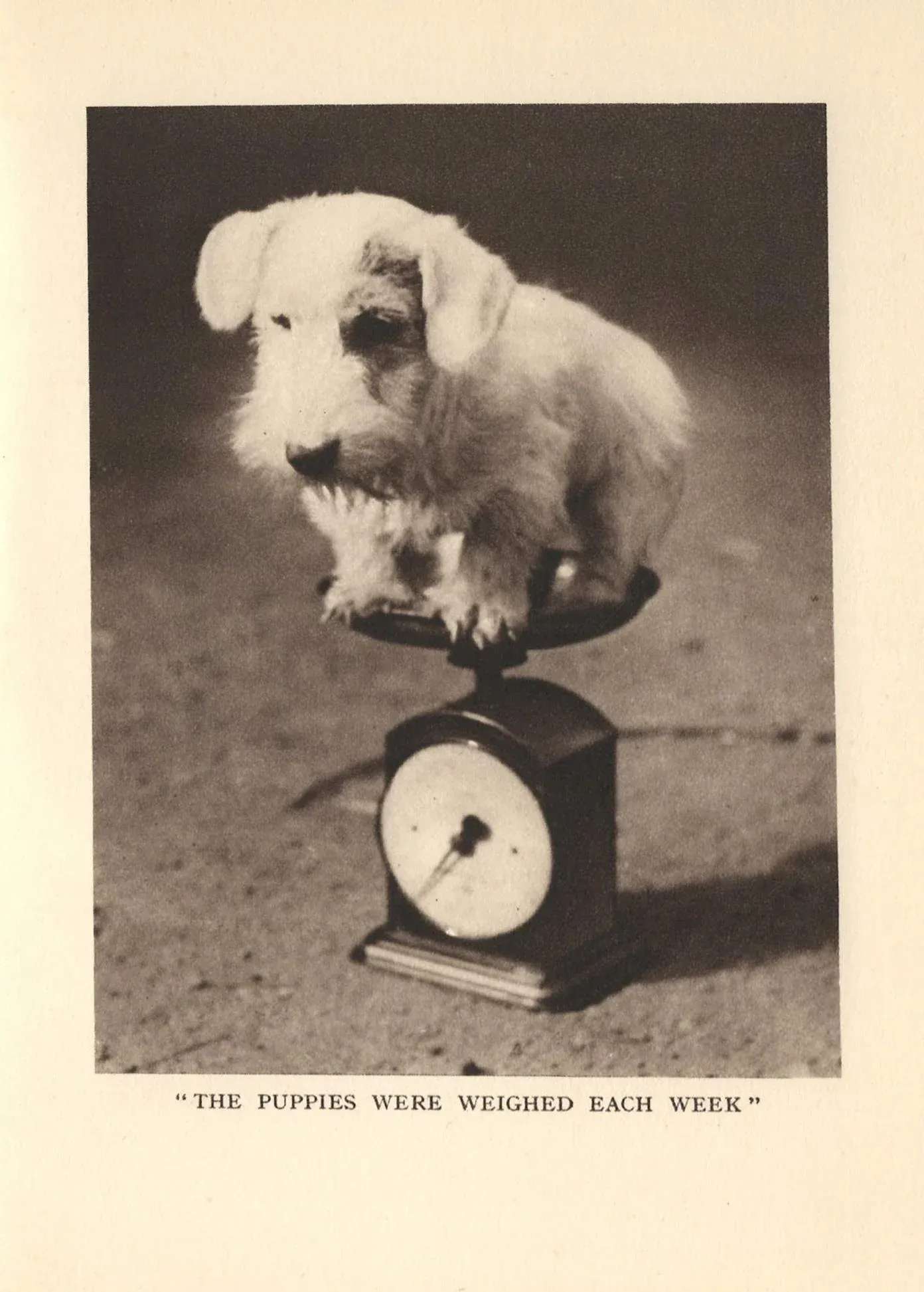 Vintage Original Sealyham Terrier Puppy Print Chairish