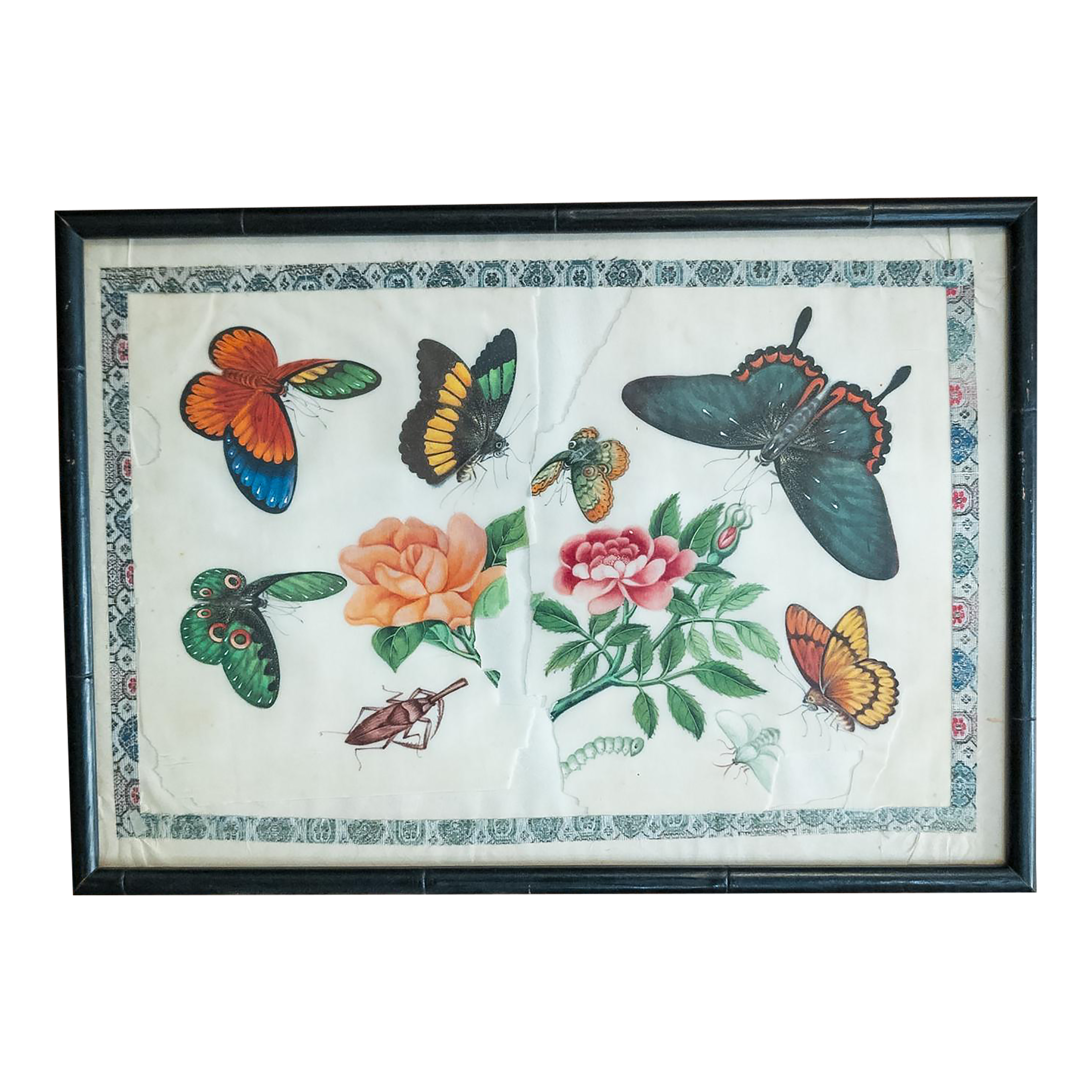 Butterflies and Moths of China