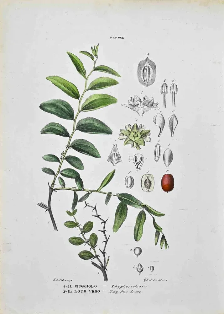 Vincenzo Tenore, The Rannee, Lithograph, 1870s