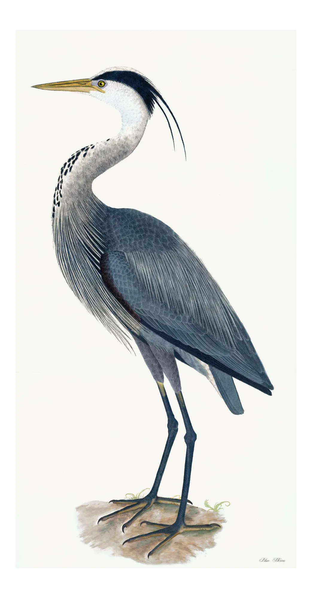 Great Blue Heron Styled After Olof Rudbeck - Plate 36 (Cfa-Wd)