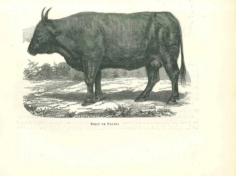 Paul Gervais, The Ox, 1854, Lithograph