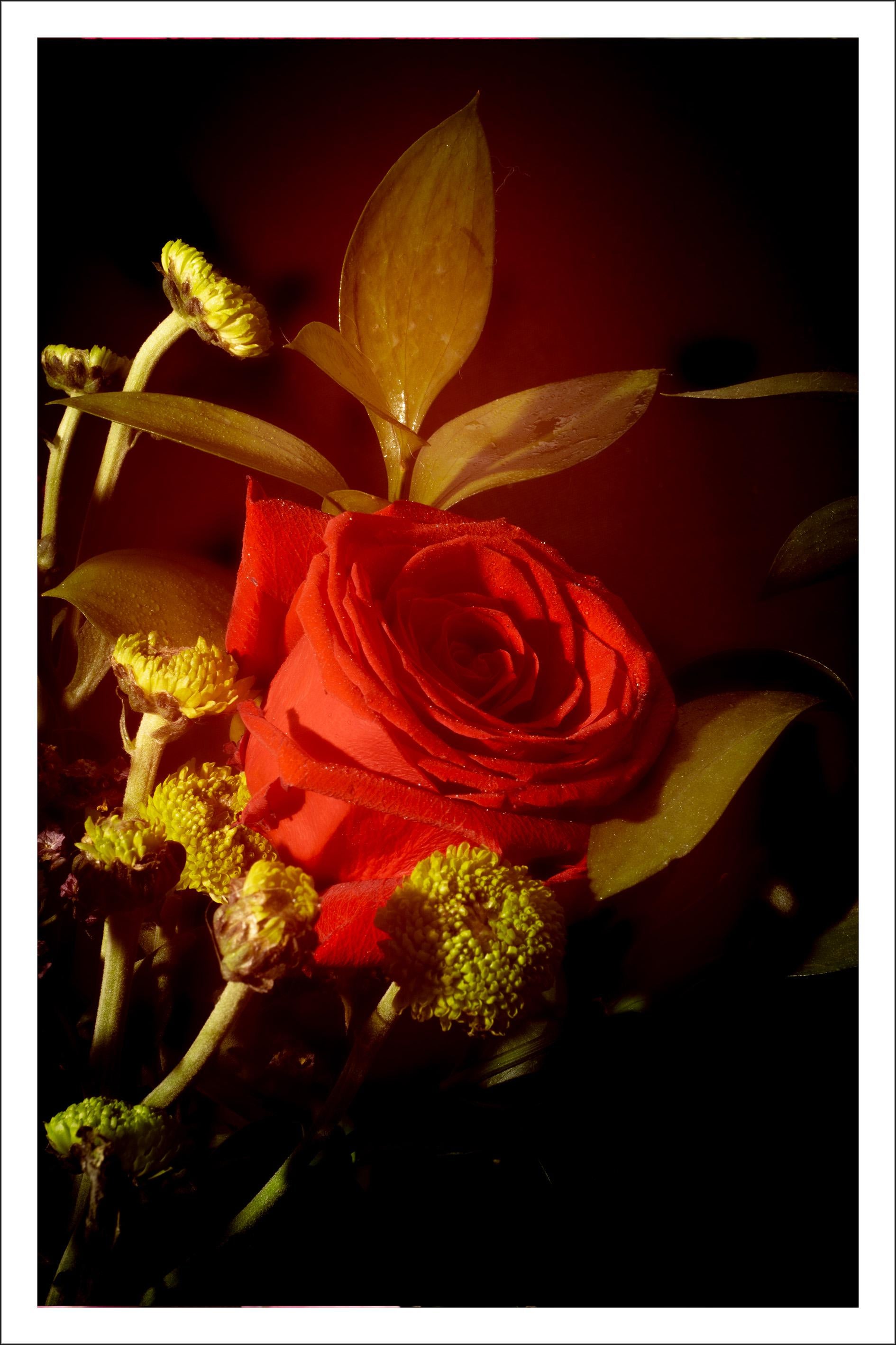 絵画 Red Rose il_fullxfull.5621693021_l4if.jpg