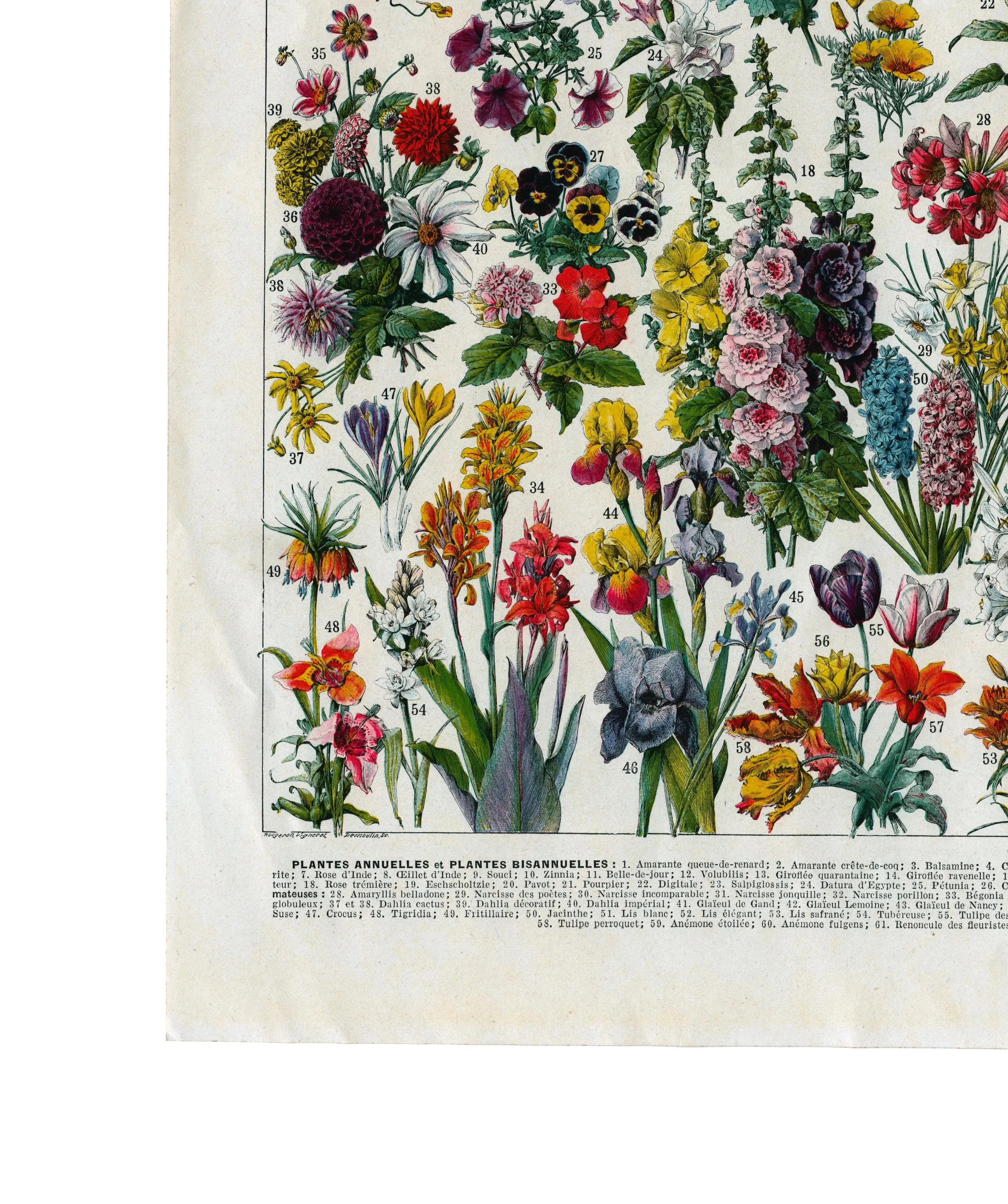 Fleurs - Planets Annuelles Et Plantes Bisannuelles - Giclee Print of an  Antique Floral Encyclopedia Page Illustrated by