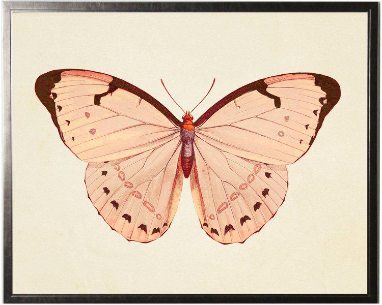 Horizontal Pink Butterfly Print in Pewter Shadowbox | Chairish