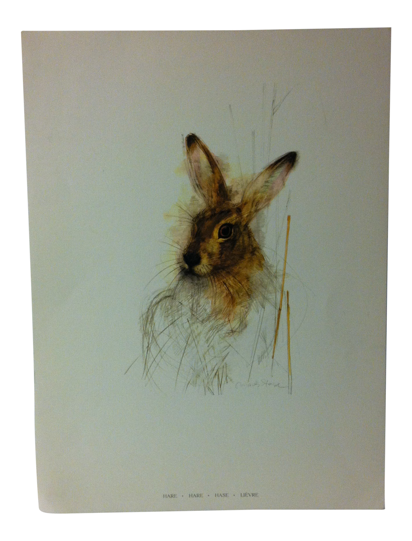 Color Wildlife Print On Paper From Denmark Hare By Mads Stage Chairish