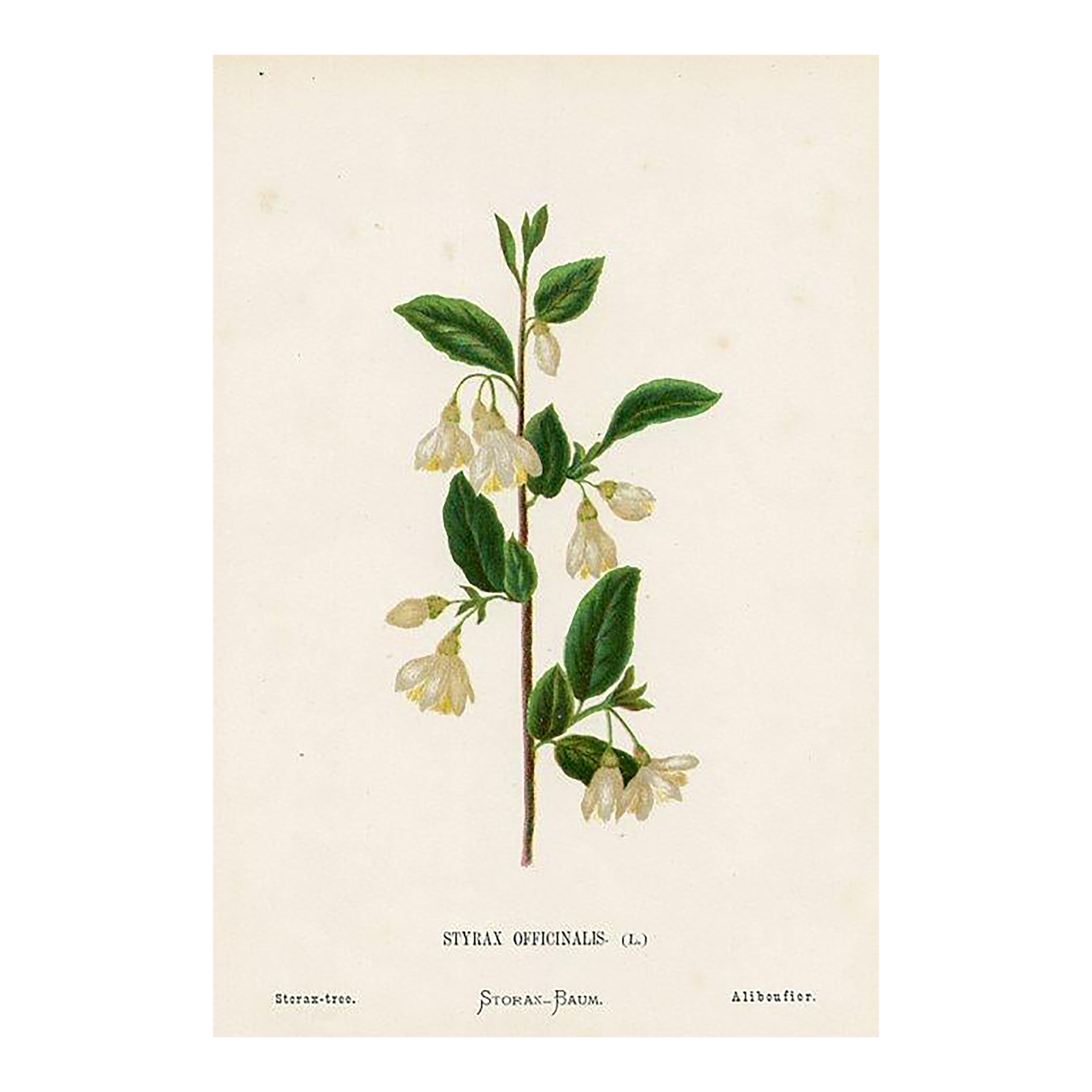 Antique Botanical Print, Storax-Tree, 1870s, Holy Land Wildflowers, Original Lithograph, England