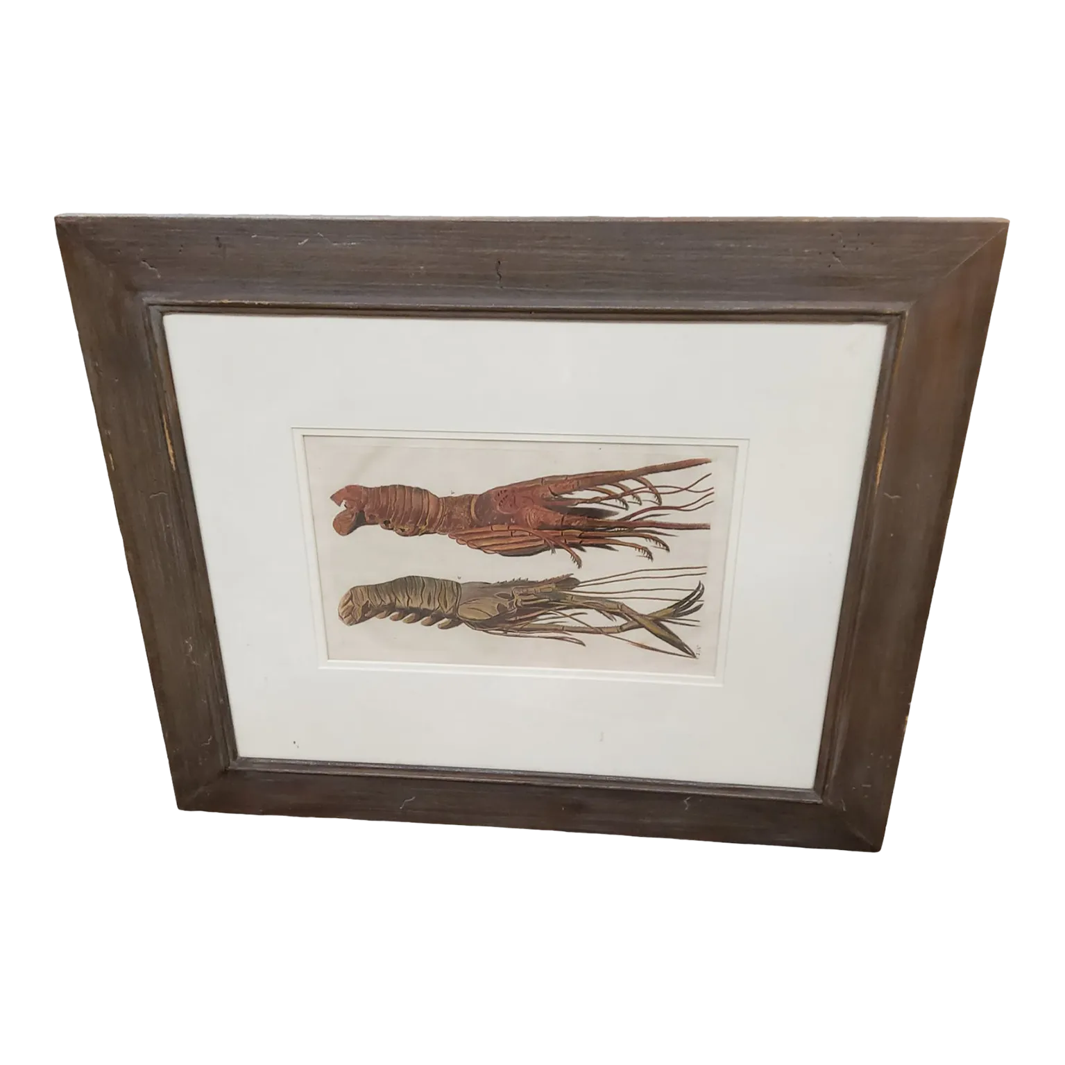 18th Century Antique Copper Engraving of Lobster Chairish