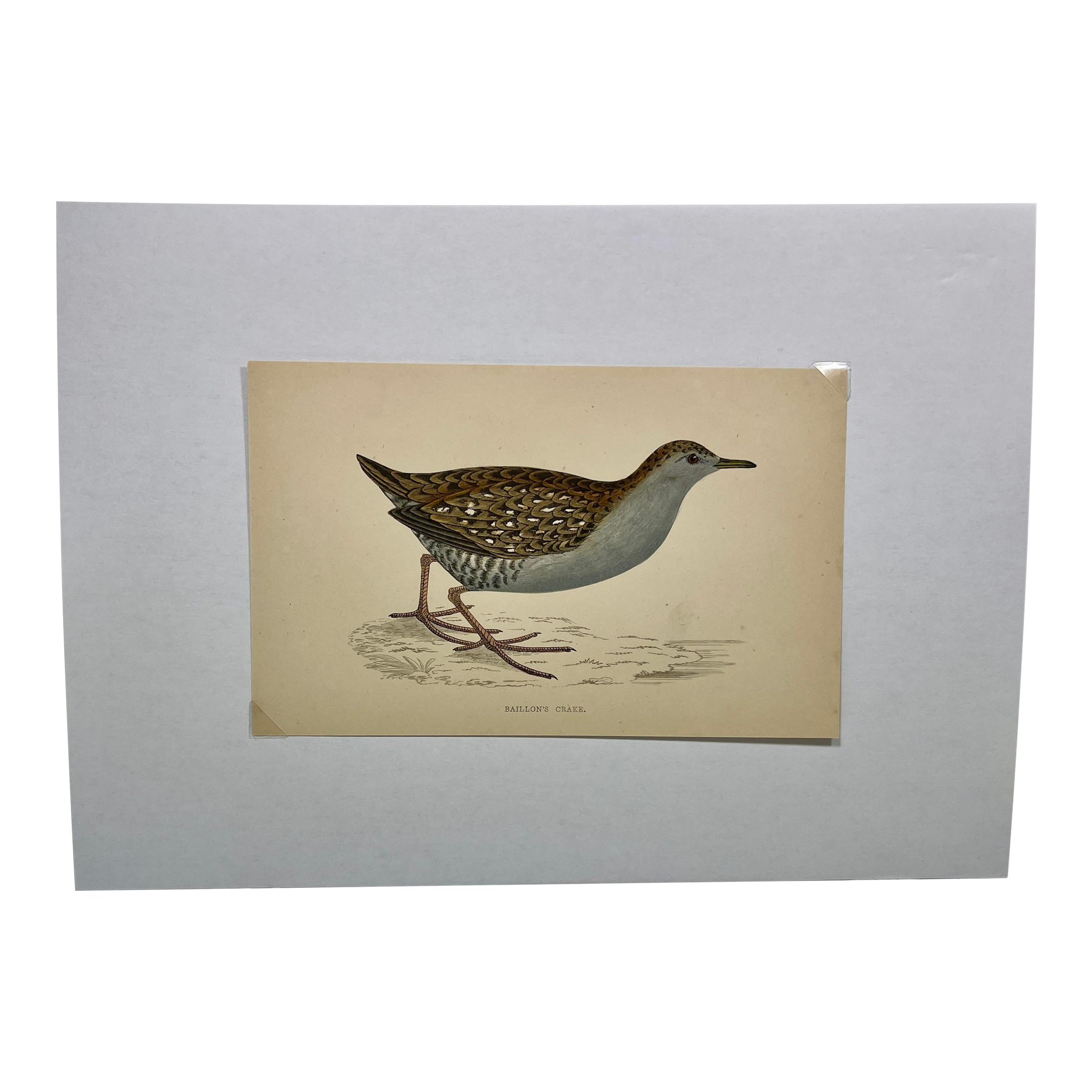 Antique Hand Tinted Bird Print From England Featuring a Baillon’s Crake - Circa 1880