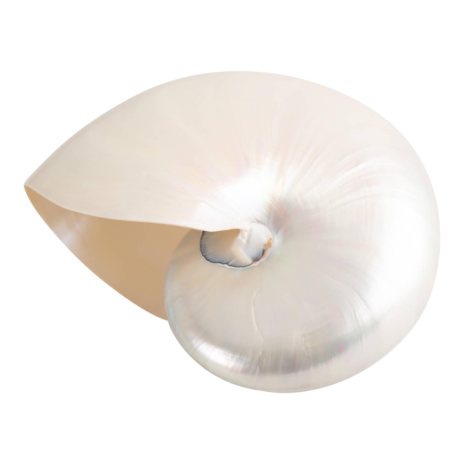 Vintage Chambered Nautilus Shell Natural Specimen Chairish