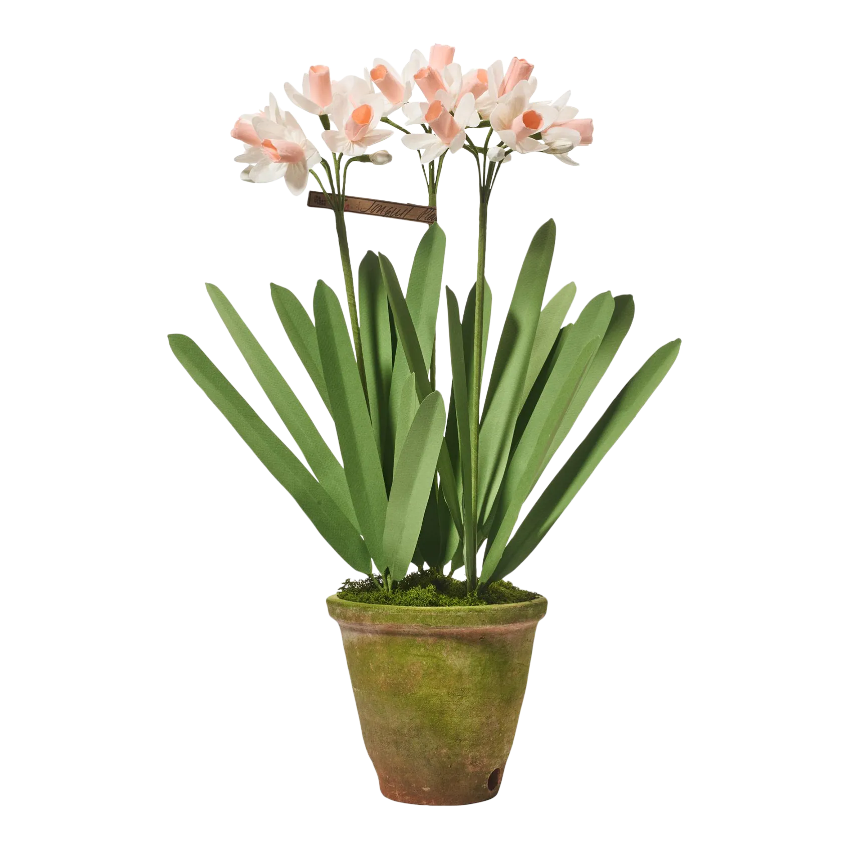 The Green Vase x Chairish Jonquil Plant in White/Peach Chairish