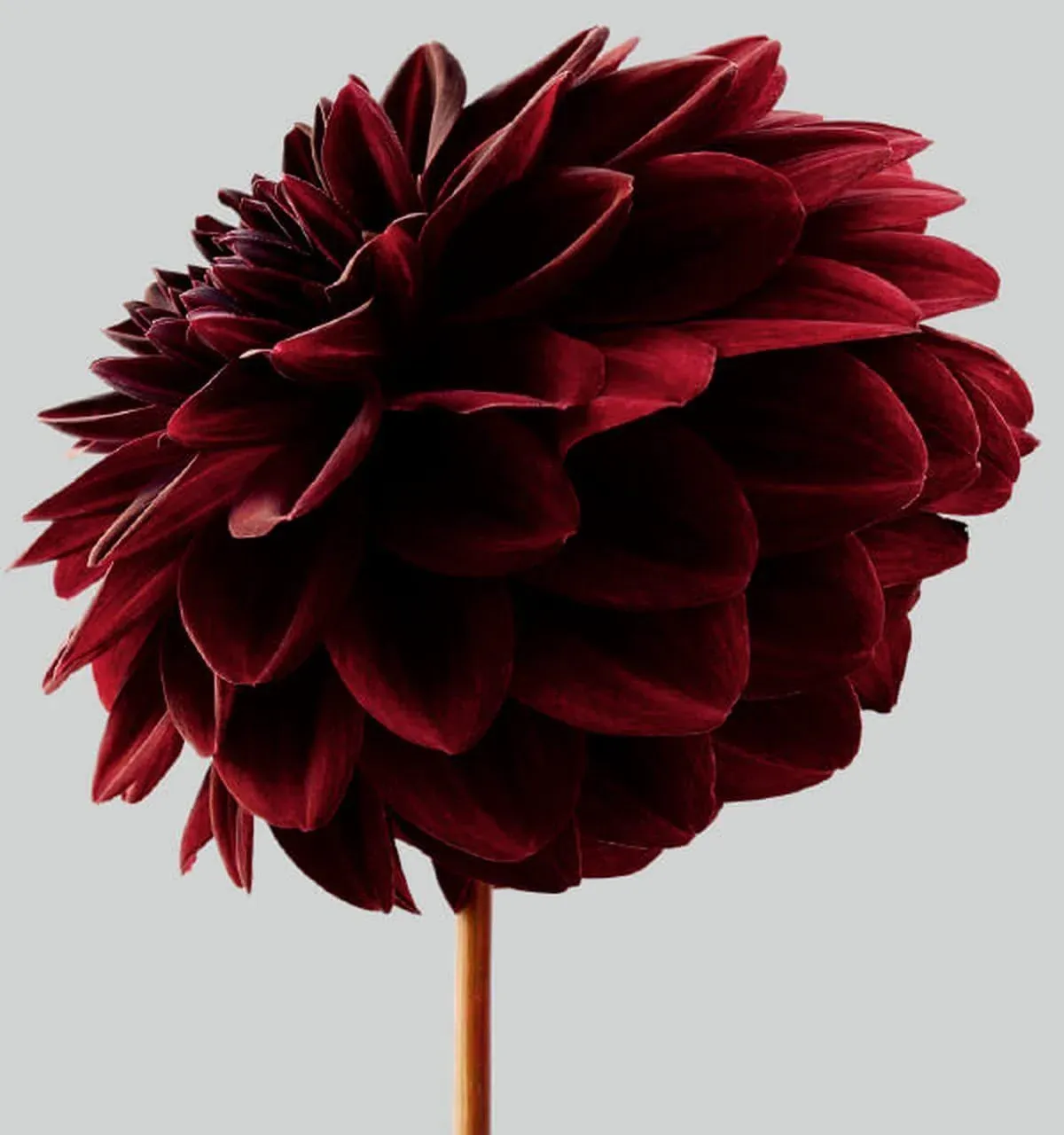 Philip Gatward, Dahlia 1, Archival Pigment Print