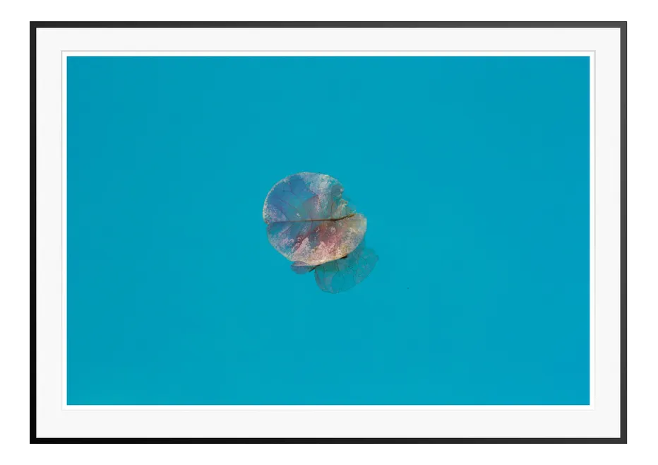 Stuart Möller, Istan Petal, 2020, Colour Photograph