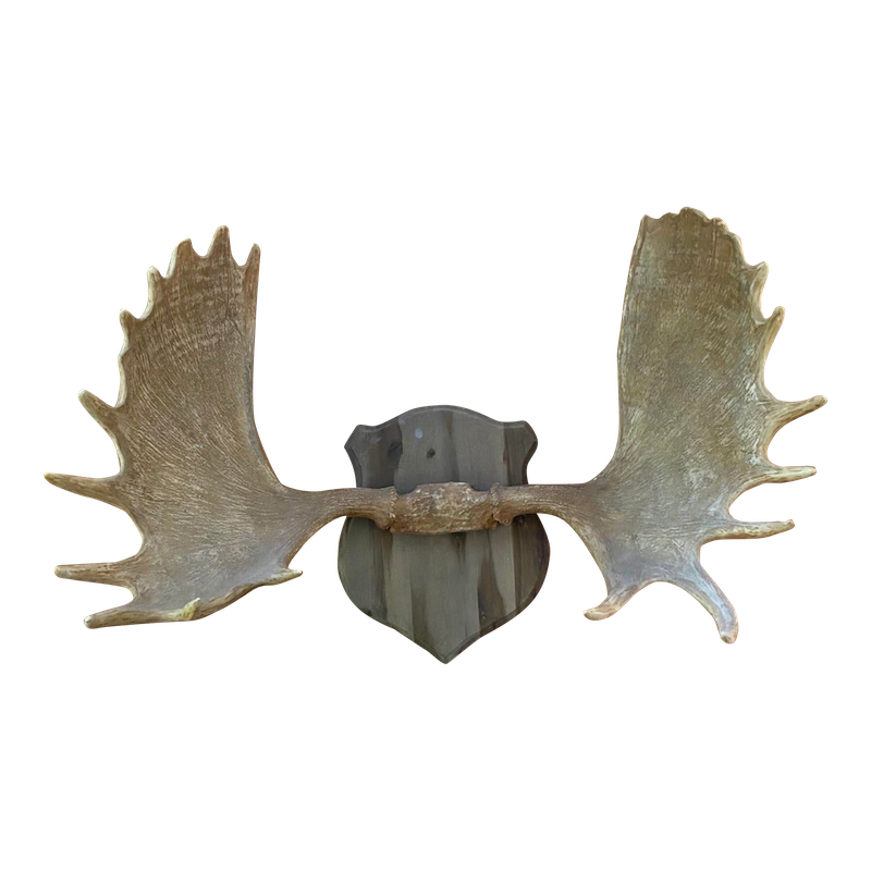 Restoration Hardware Large Faux Moose Antlers Chairish