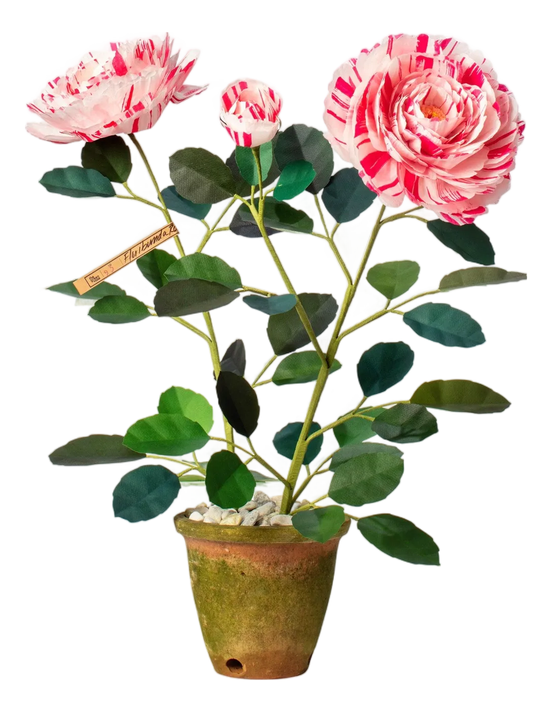 abutilon variegata Abutilon Variegated Salmon Pint Plant – Southern Flower Garden