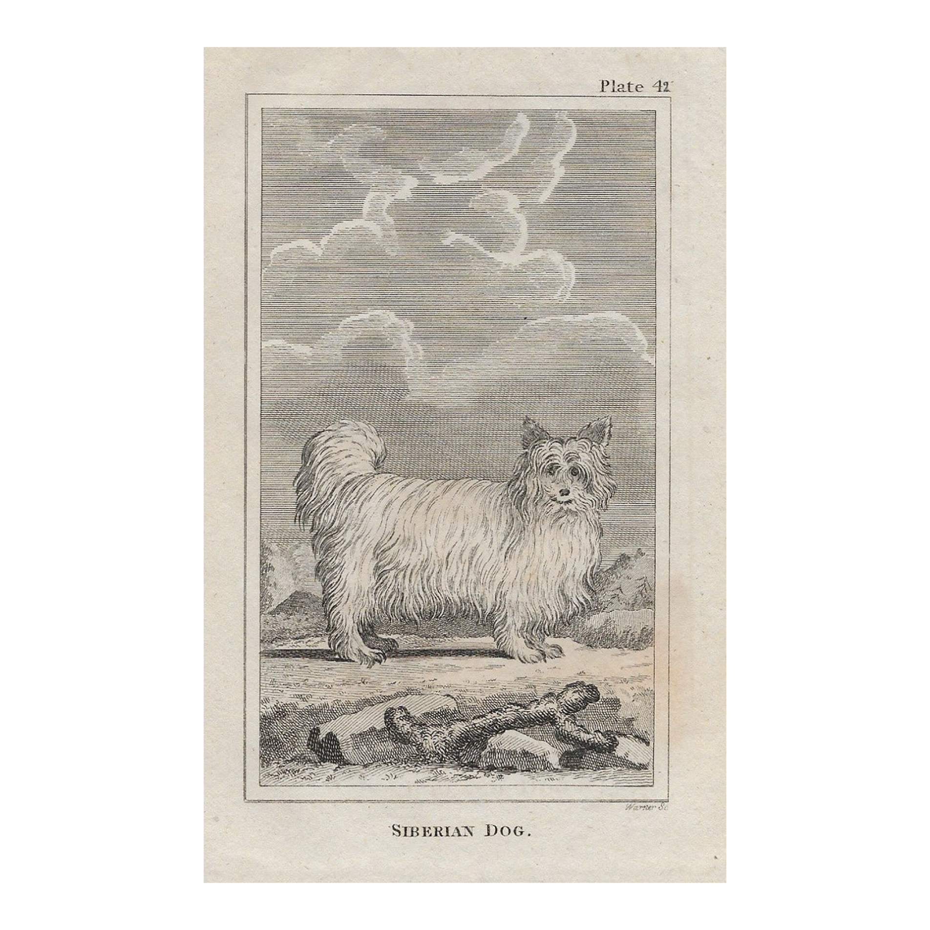 18th Century Siberian Dog Antique Engraving