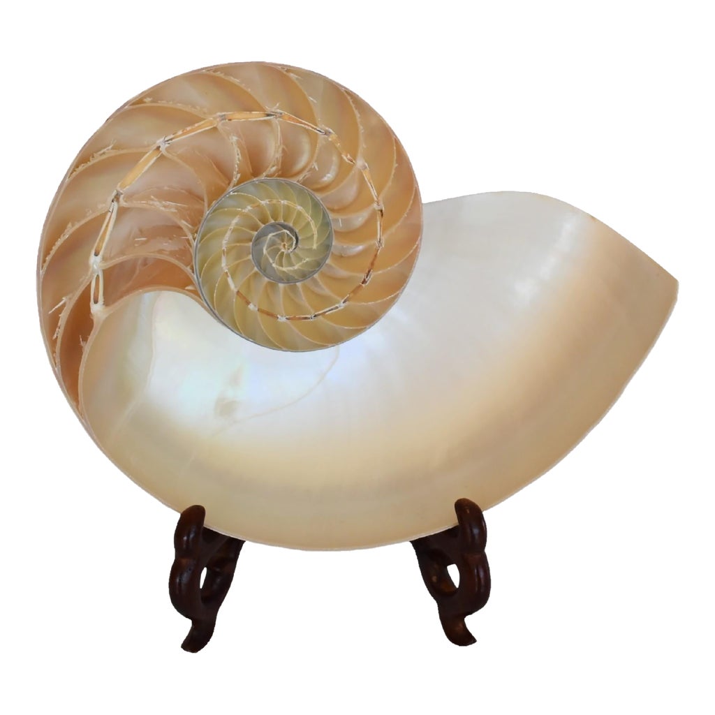 1990s Natural Polished Tiger Stripe Sliced Half Nautilus Chambered ...