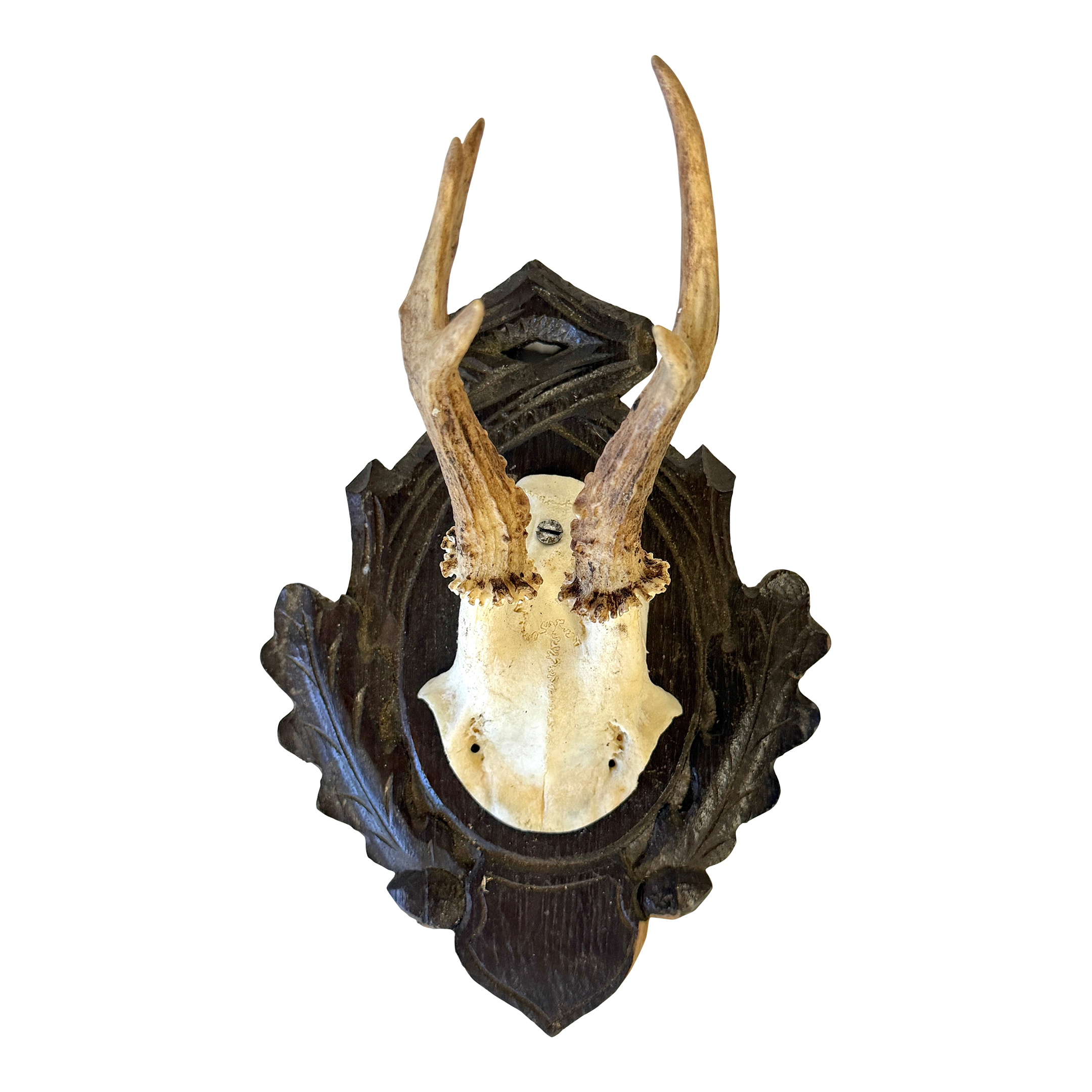 1959 German Roe Deer Antlers