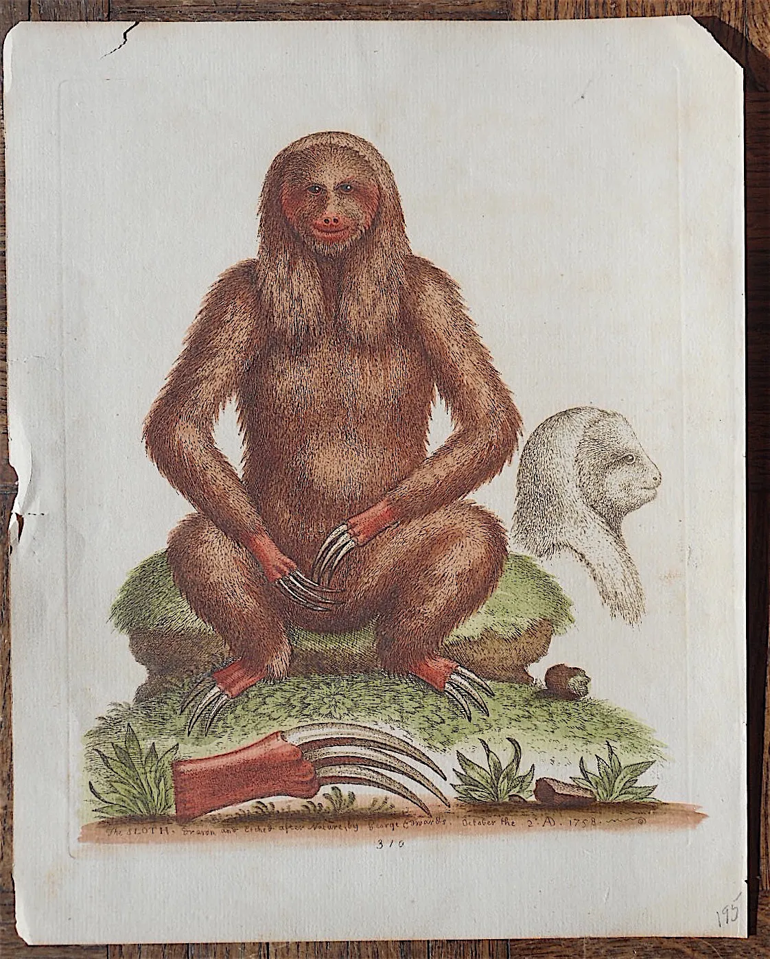 Antique Monkey Copperplate Engraving
