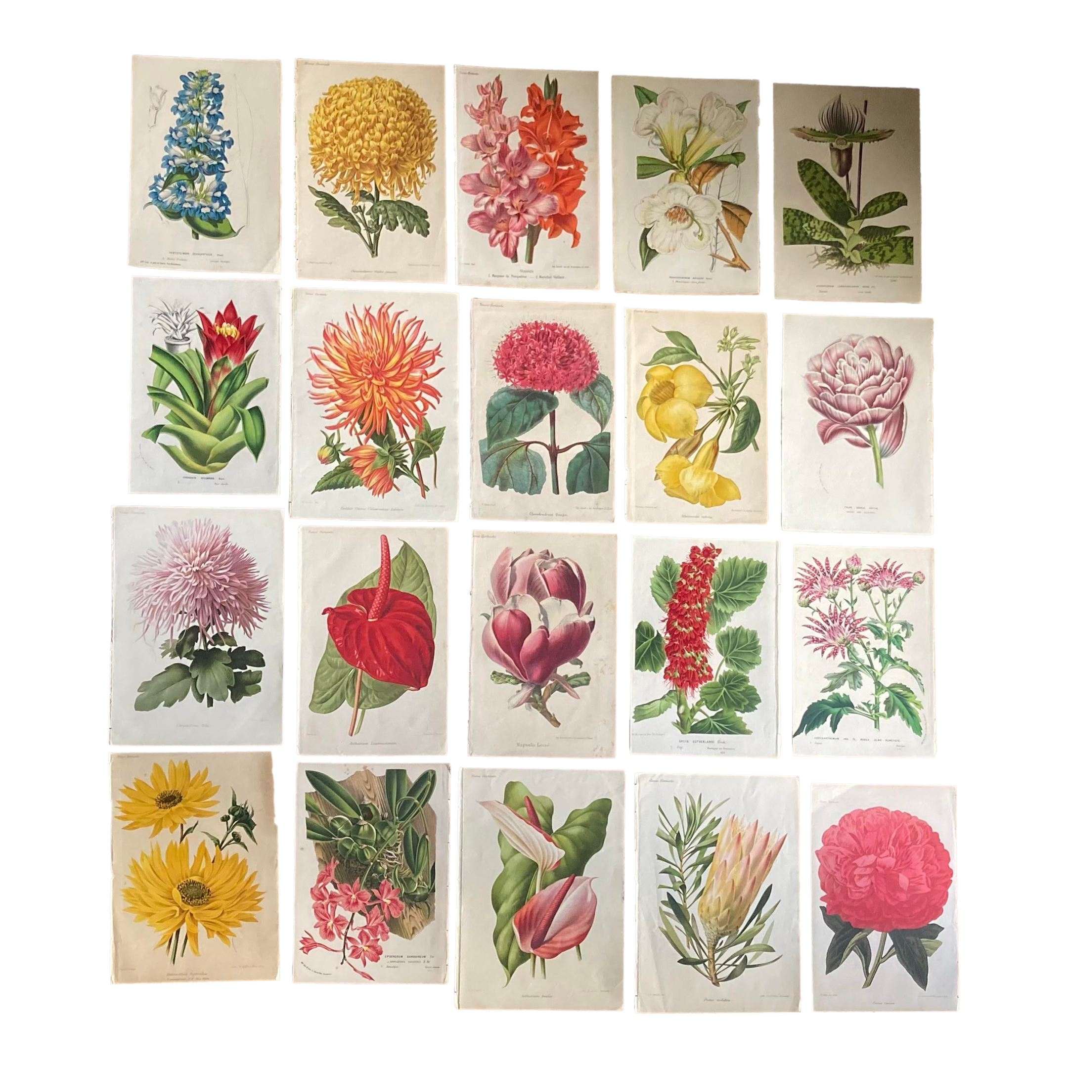 Set of 20 Color Botanical Prints From the 19th Century.