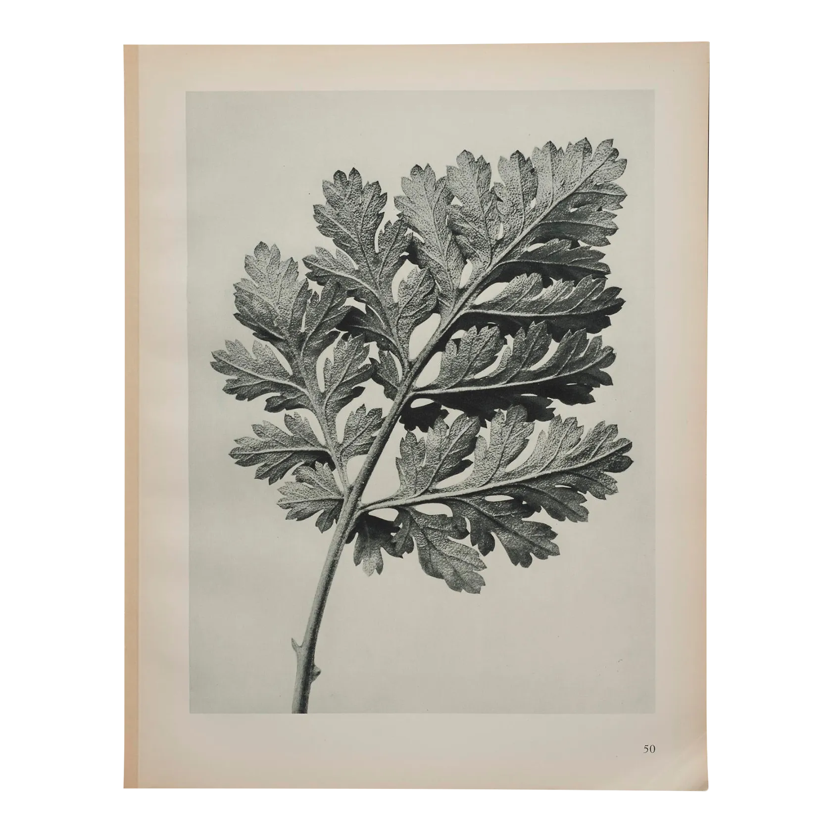 Original Karl Blossfeldt Photogravure Botanical Print Chairish