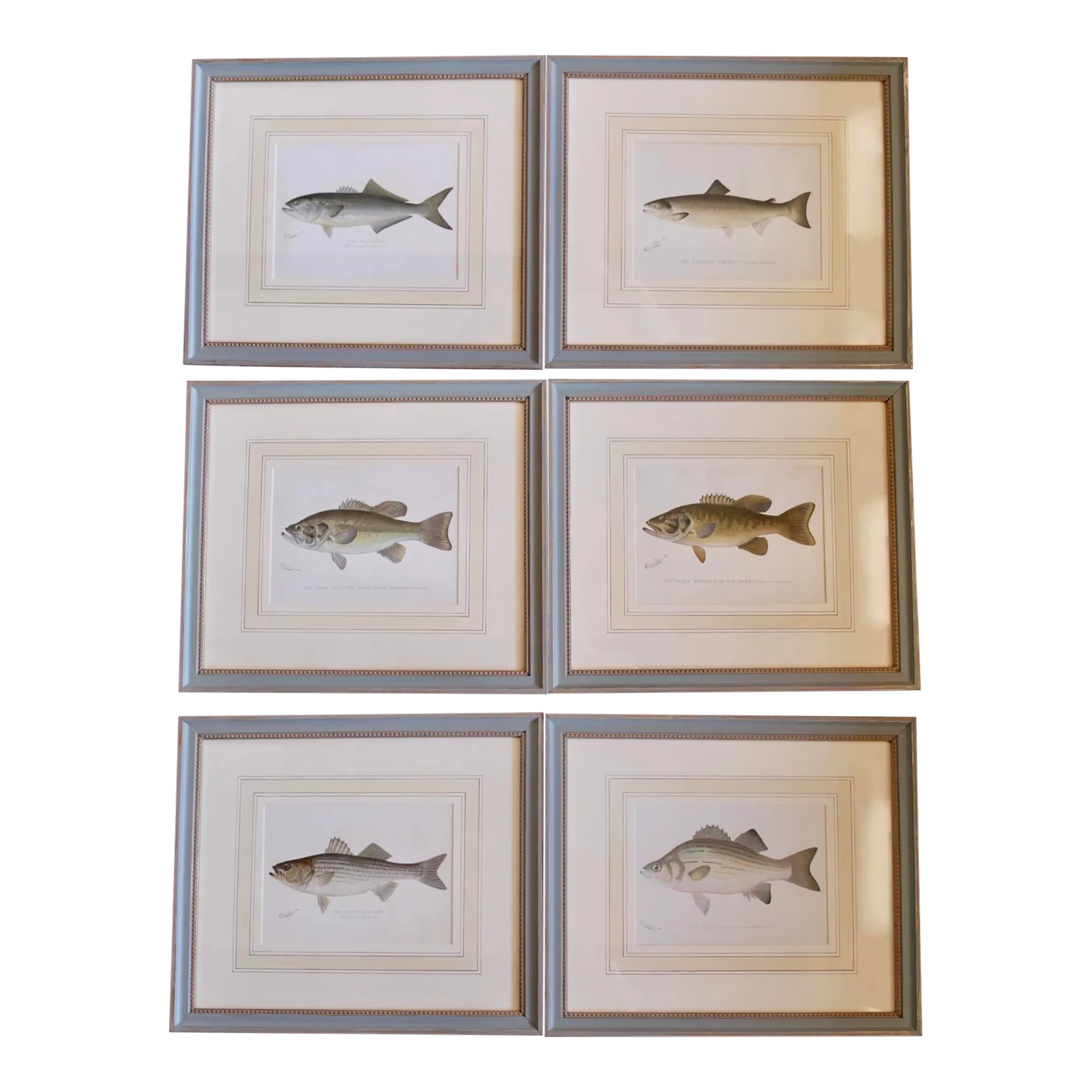 S. F. Denton American Fish Prints in Finely Matted Frames- Set of Six