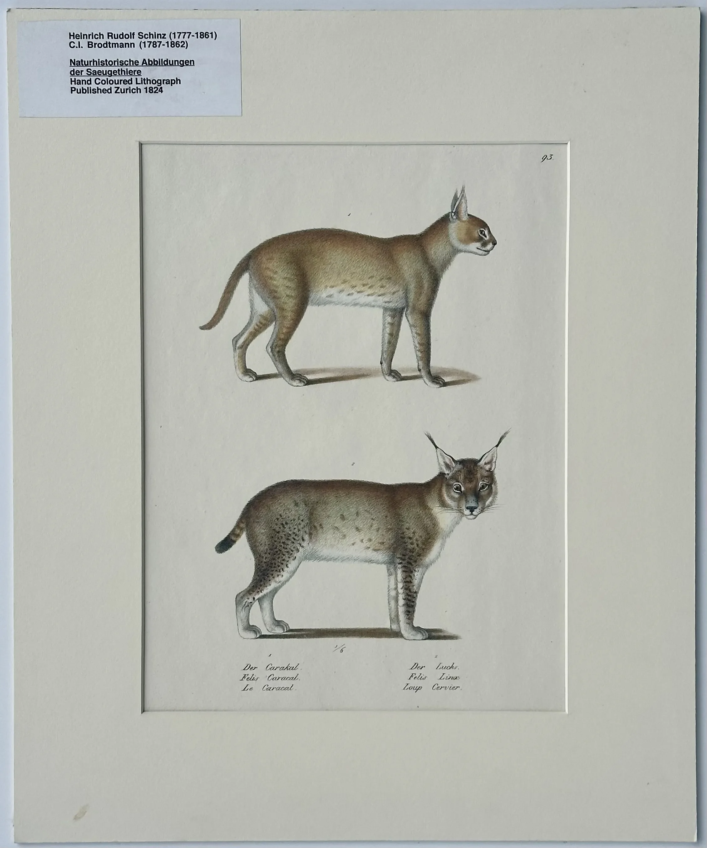 lynx-and-caracal-cats-original