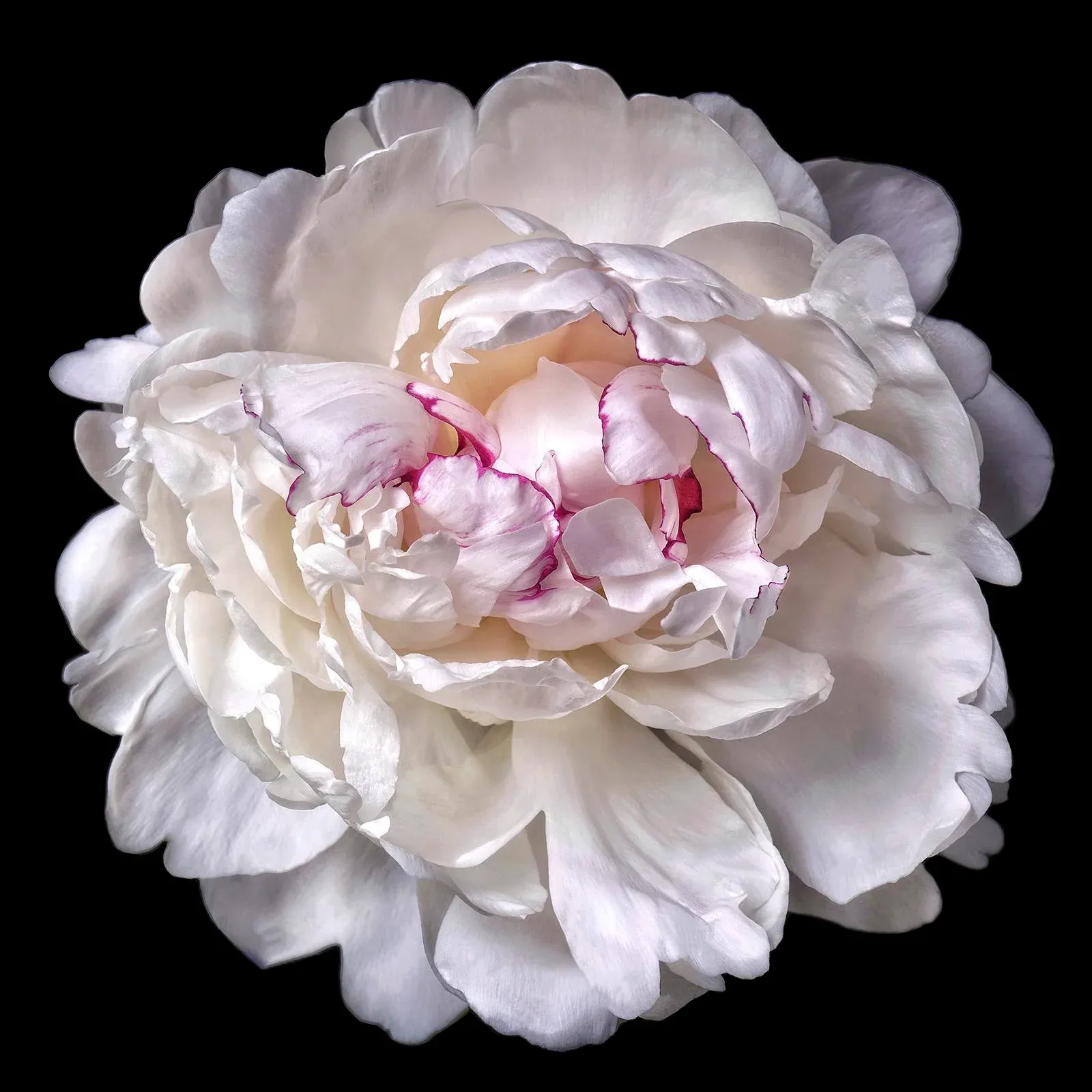 Photographic Botanical Print, “Pavlova” by Artist Debi Shapiro