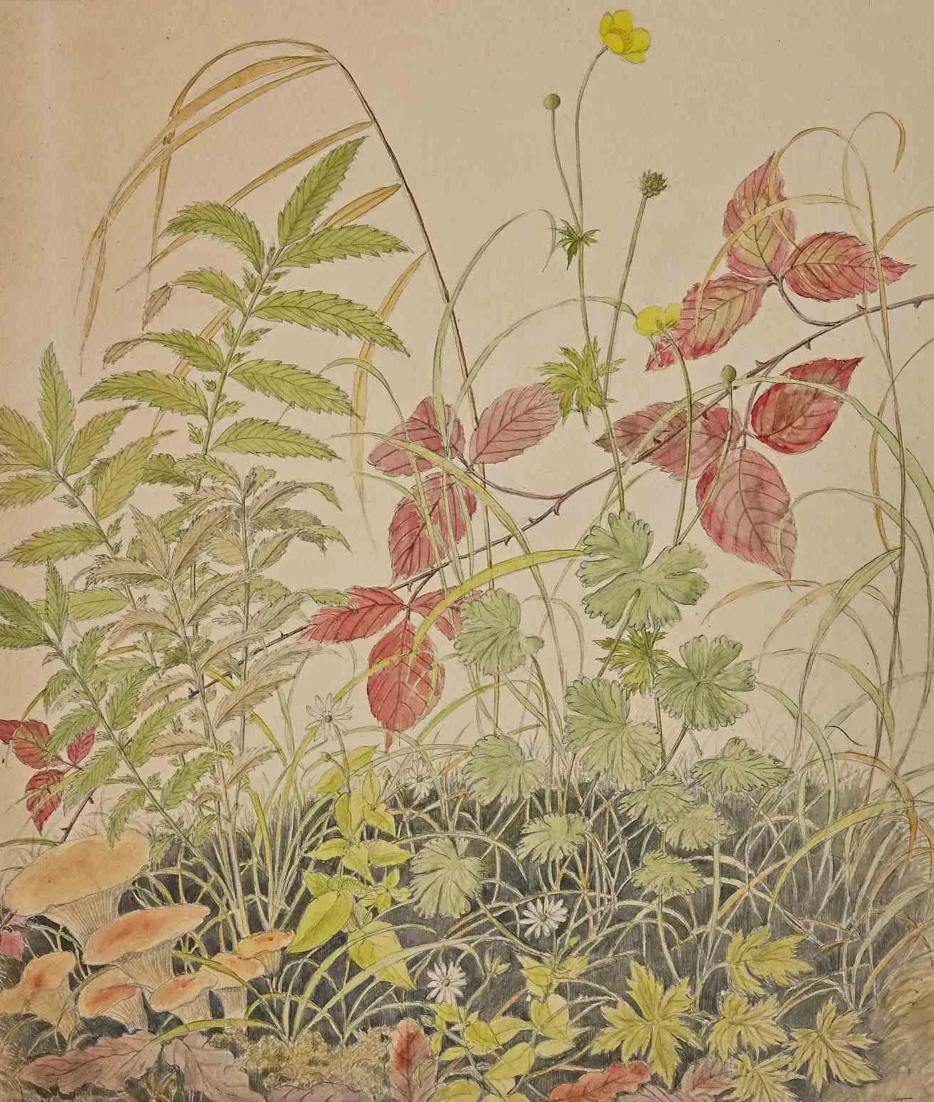 Anne Gallion-Krohn, Flowers, Plants and Mushrooms, Mid 20th Century, Ink & Watercolor