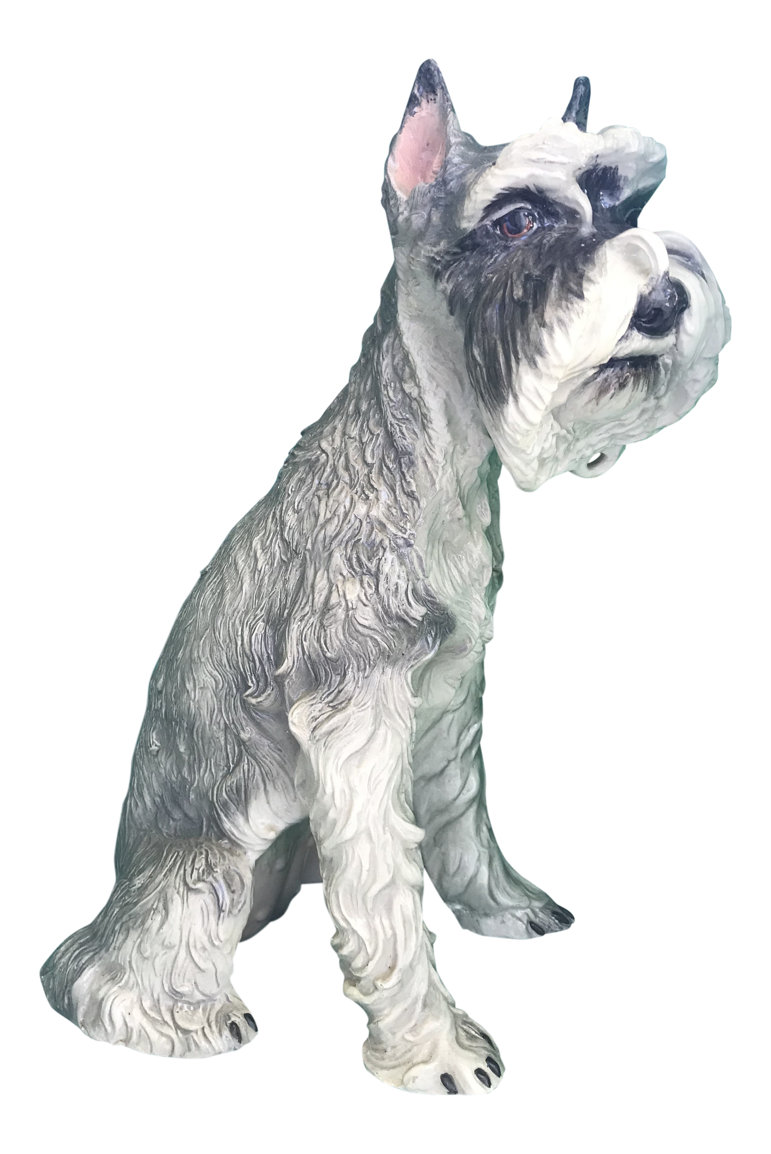 large schnauzer