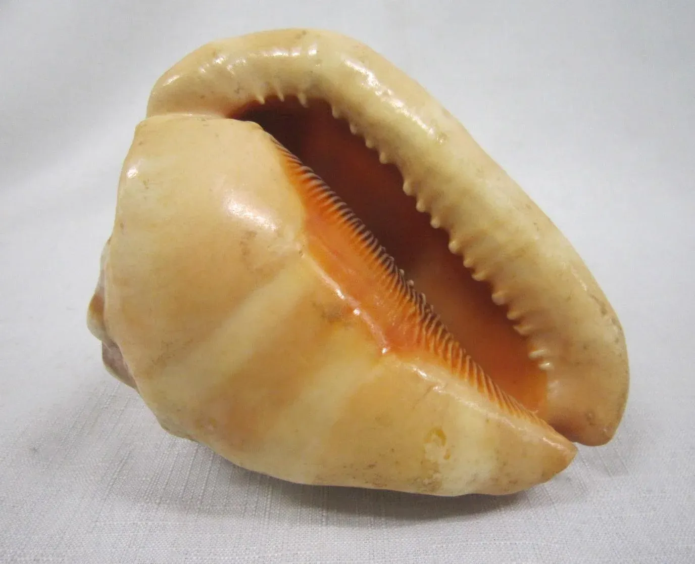Vintage King Helmet Conch Shell Specimen