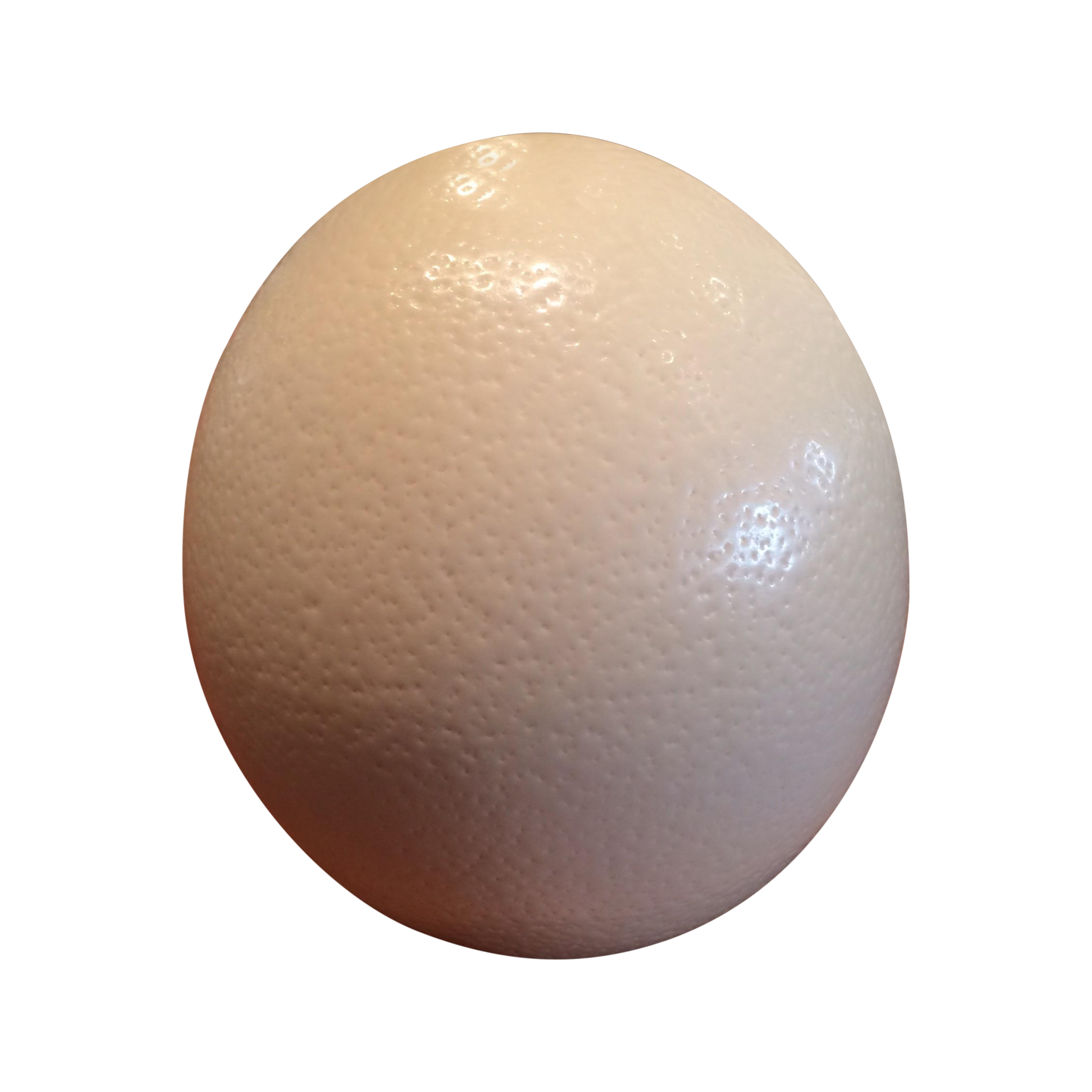 White Ostrich Egg | Chairish