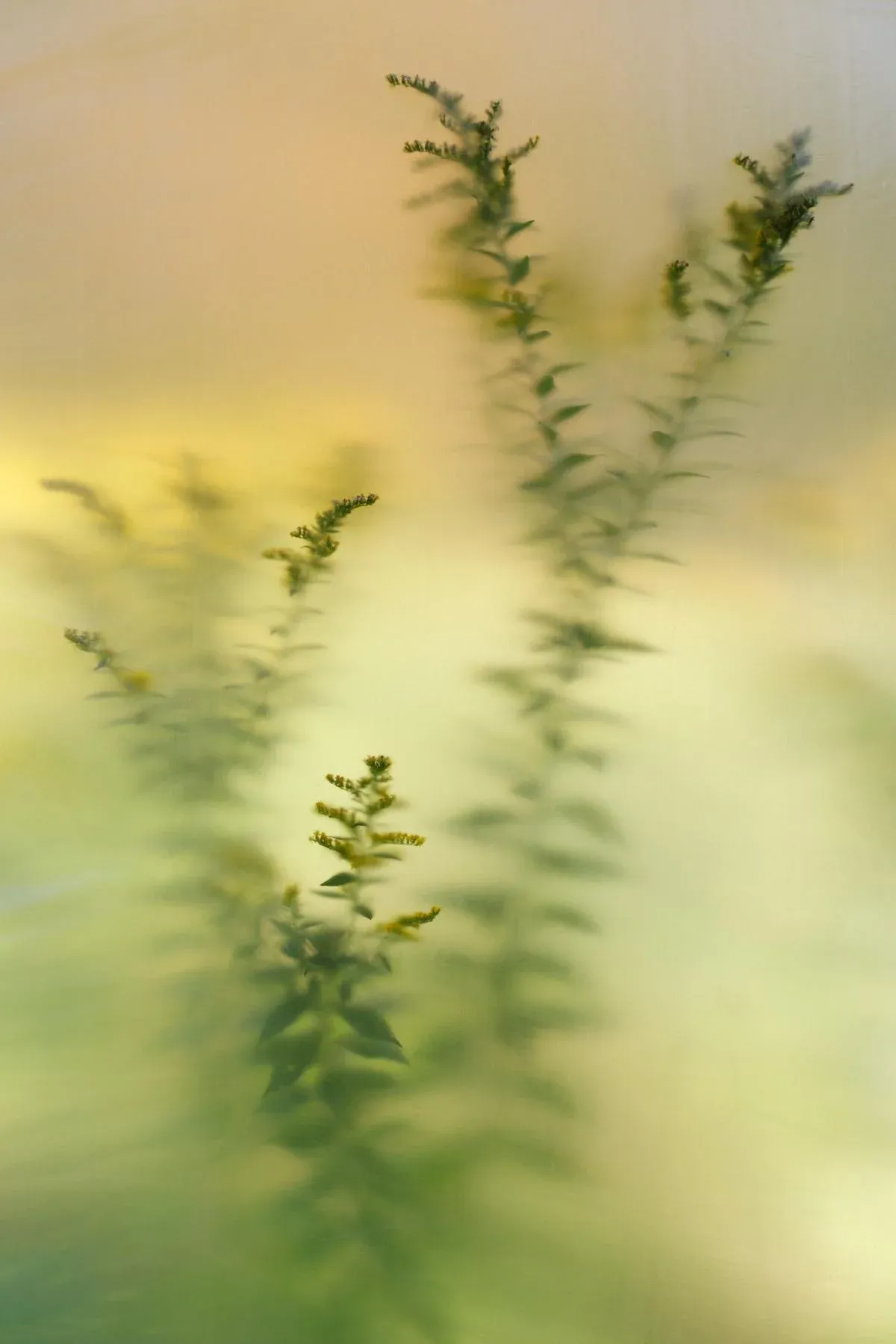Minimalist Nature Photography Print, \'Diffused Goldenrod\' Artwork, Large 36 X 54\