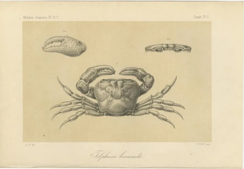 Lacrauds Freshwater Crab, Sumatra, 1887, PaperPink and Cream French Aubusson Pillow