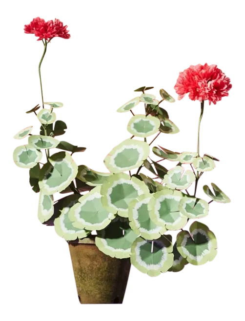 The Green Vase Geranium Plant Chairish