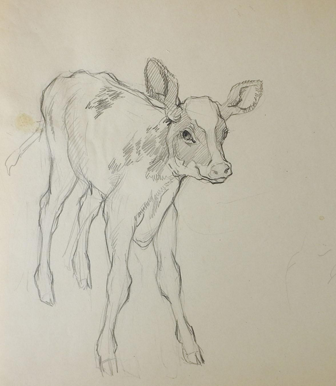 Pencil Study Of Calf Drawing Chairish You can edit any of drawings via our. pencil study of calf drawing