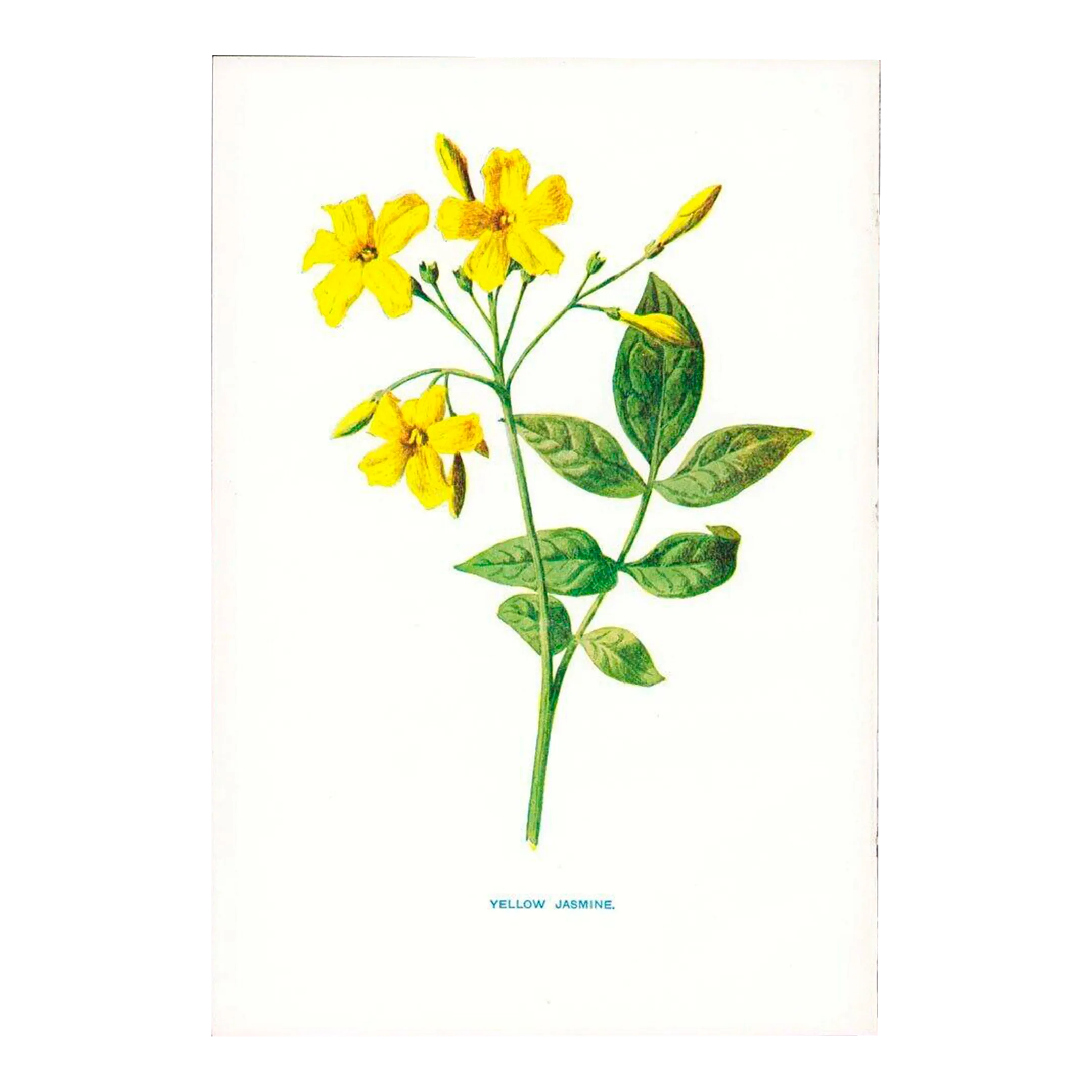 Circa 1879 Hulme Botanical Print \
