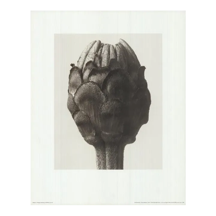 Karl Blossfeldt Zinnia Elegans, 1998 Lithograph