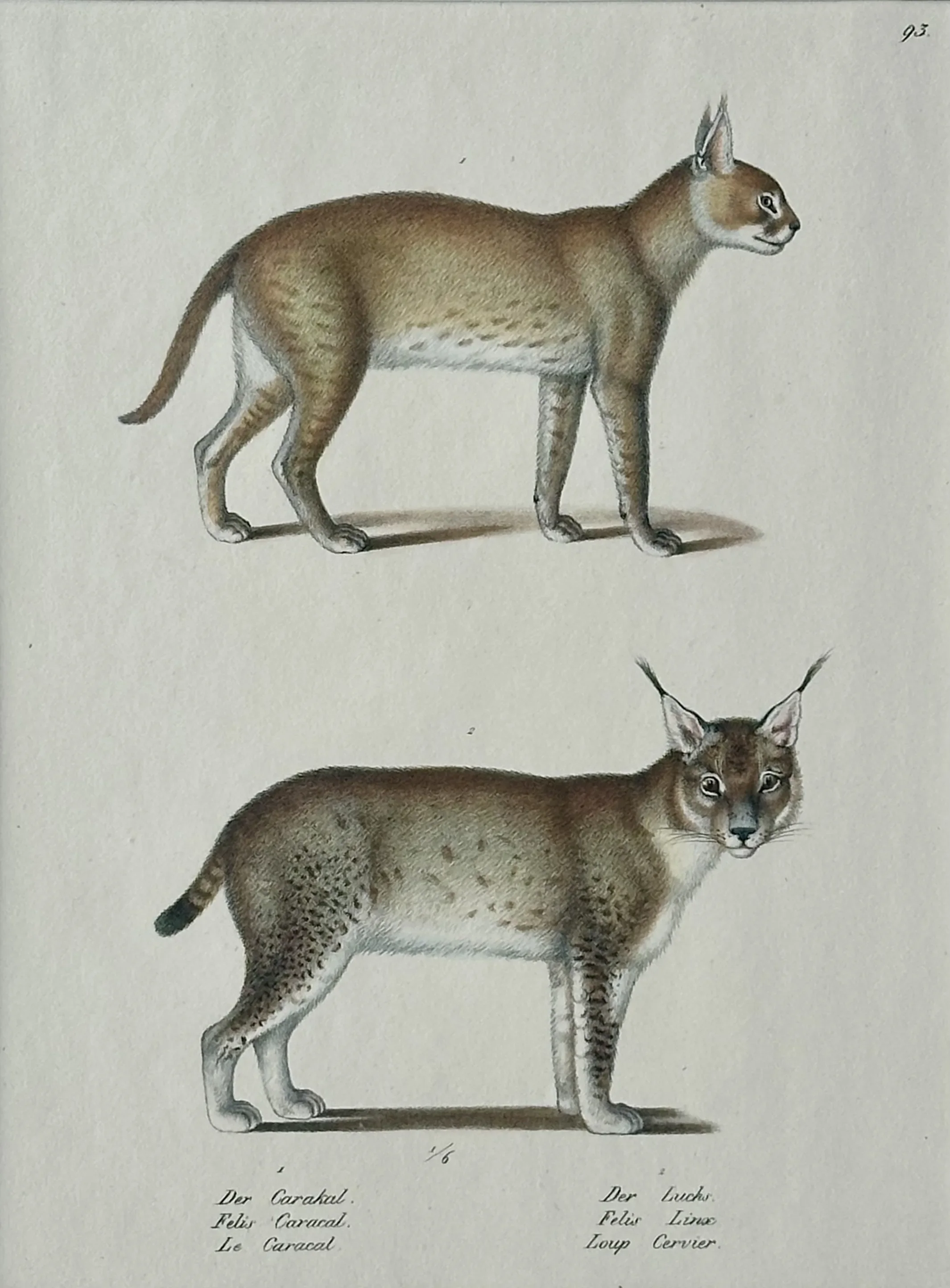 信州まなぶ ポスター Caracal Artwork 信州まなぶ ポスター Caracal Artwork （Caracal, Illustration