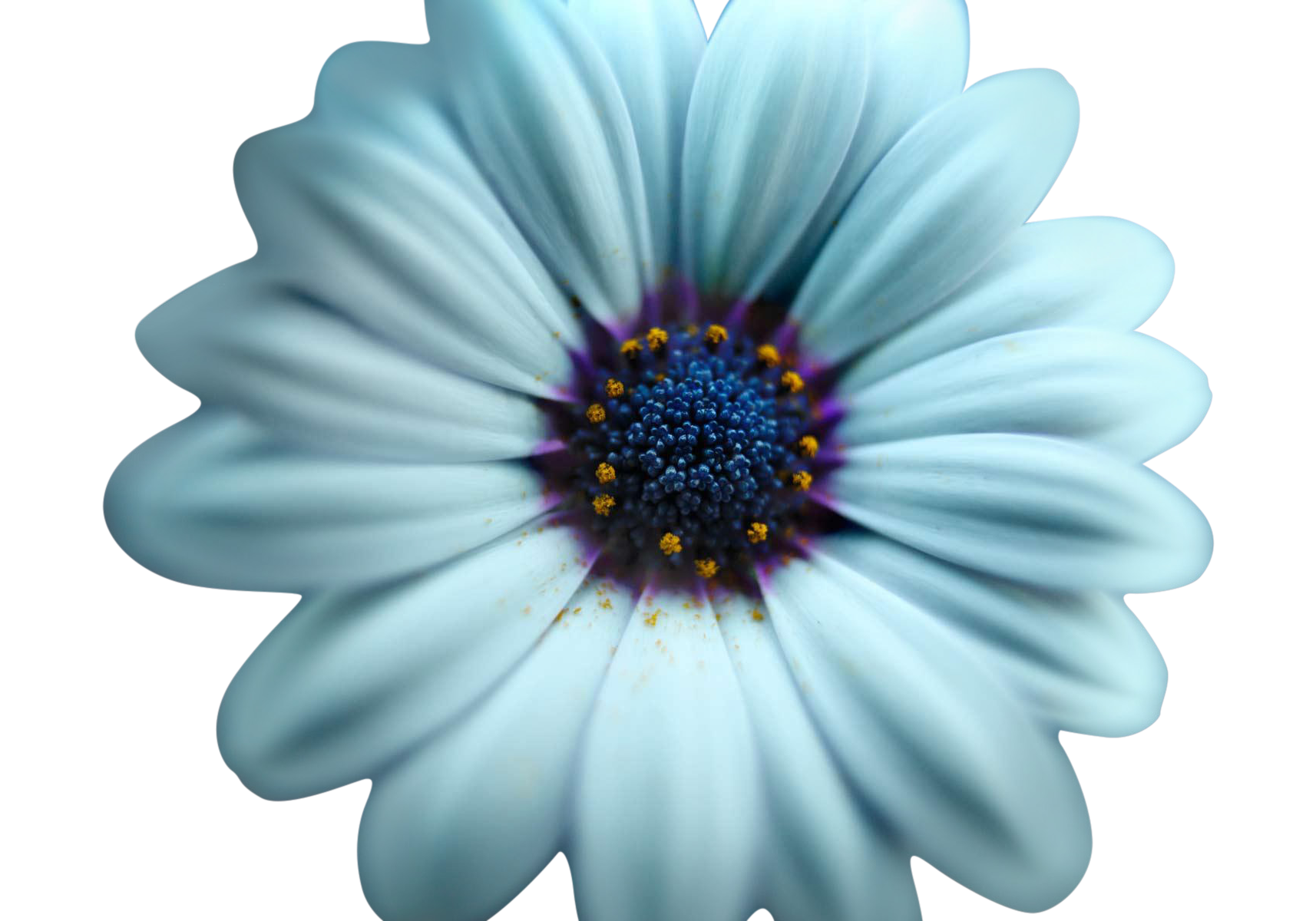 "White Candy" Photograph | Chairish