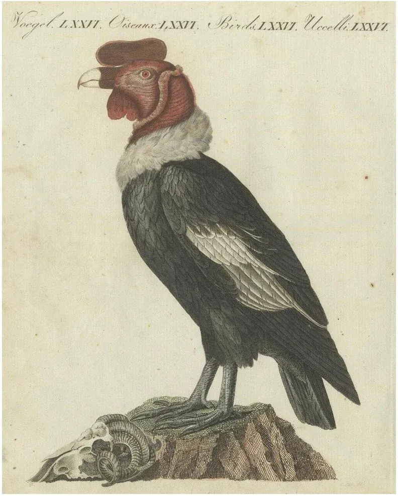 Bertuch, Andean Condor (Male), Majestic Vultur Gryphus Illustration, 1805, Print