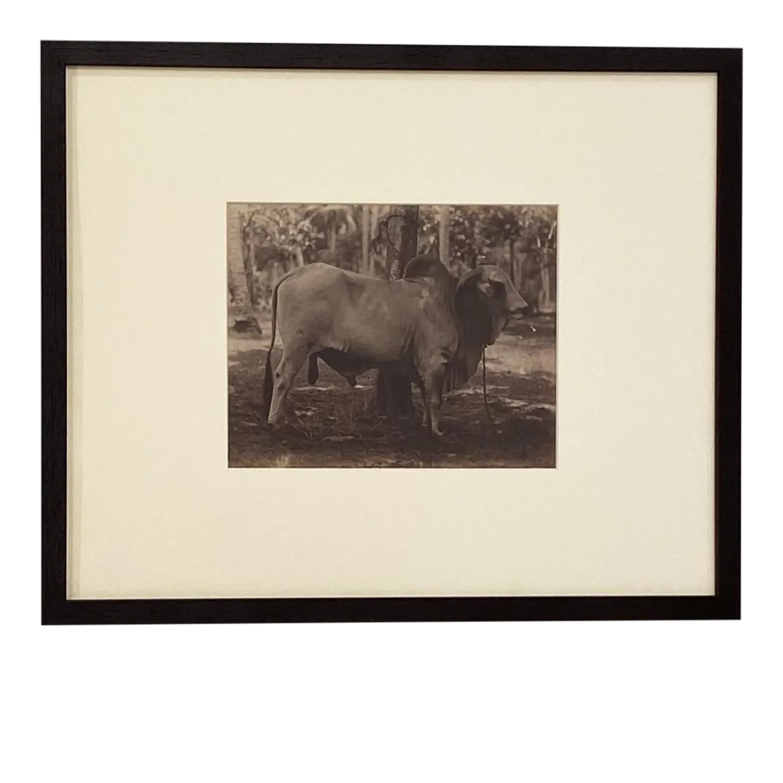 Circa 19th Century Photograph of a Brahma Bull, India