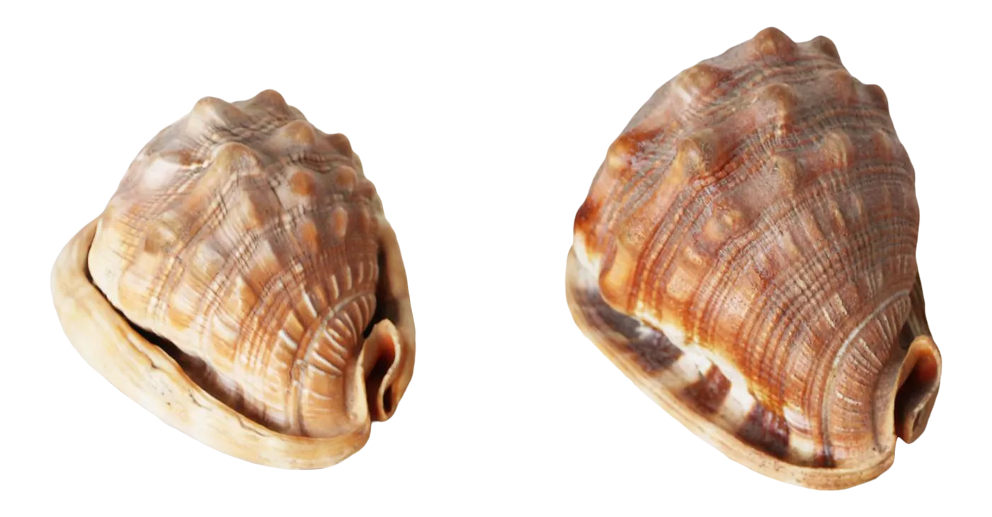 Vintage Conch Shells a Pair Chairish