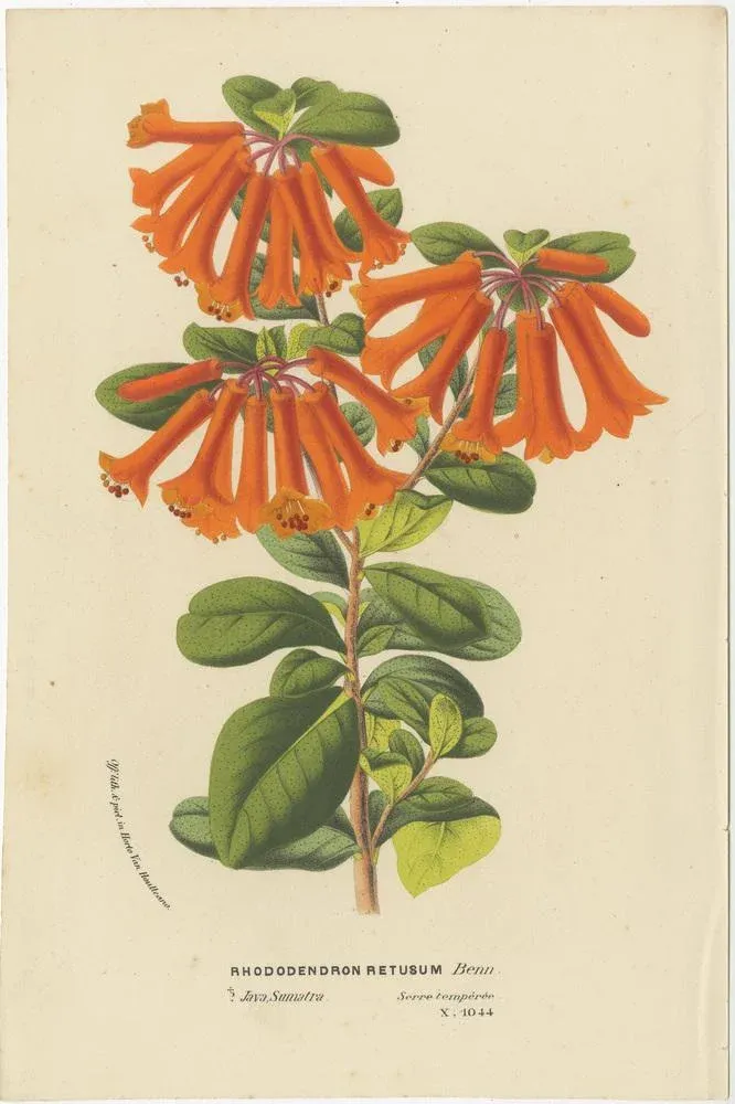 Vibrant Botanical Portraits, 1800s, Set of 4