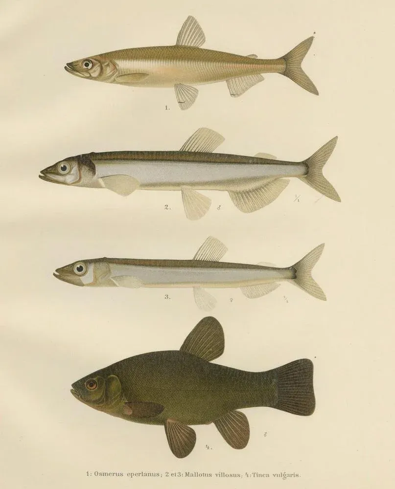 Smelt and Capelin and Tench, 1895, Paper