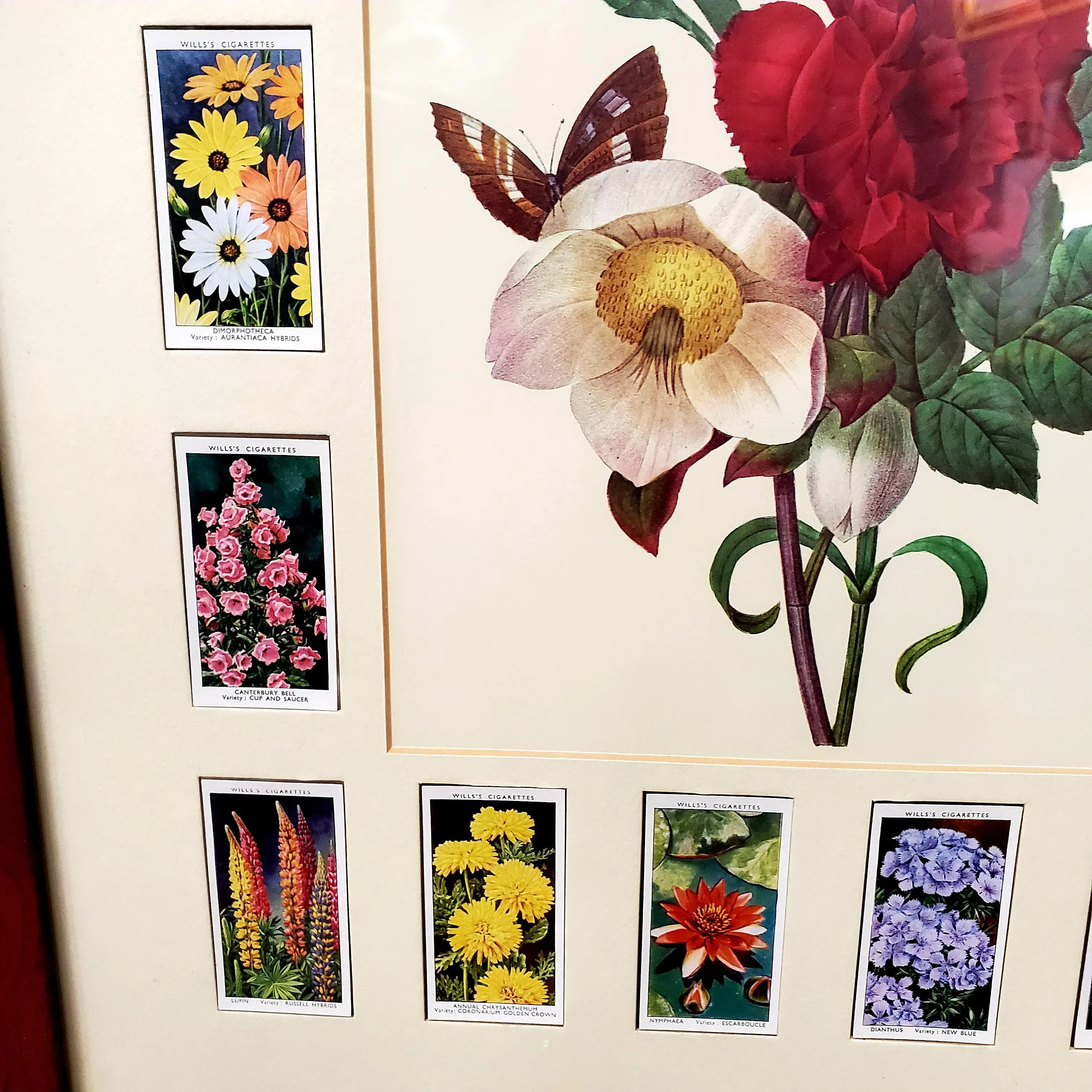 flower cigarette cards Will's Card - "Roses" series Vintage Framed Botanical Cigarette Cards