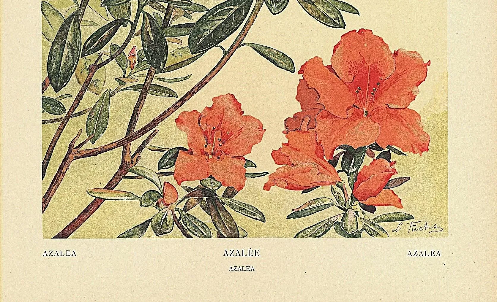 1903 Antique French Botanical Chromolithograph, AZALEA-Documentation