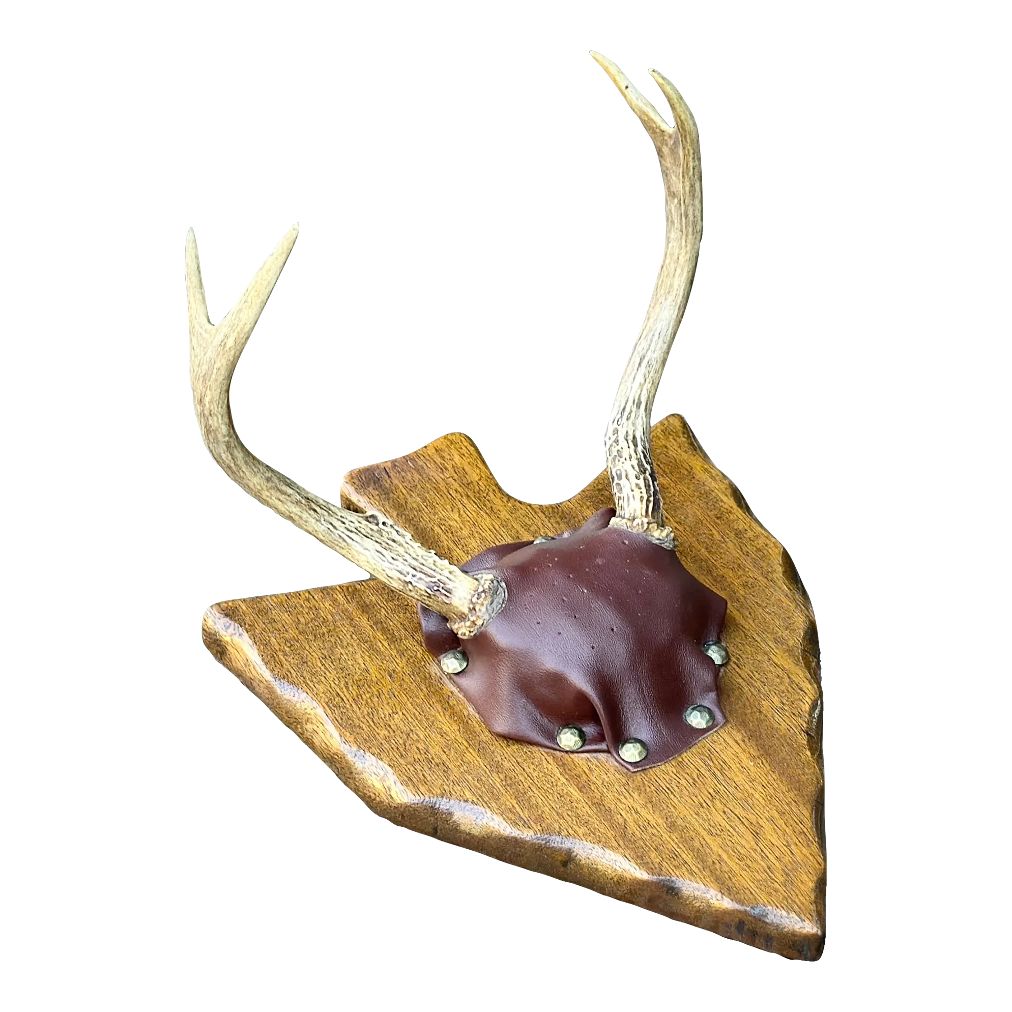 Vintage Deer Antlers Bowhunting Trophy Mounted on Arrow Shaped Carved Mahogany Wood1964 Citadel of Cairo Egypt Architectural Photograph