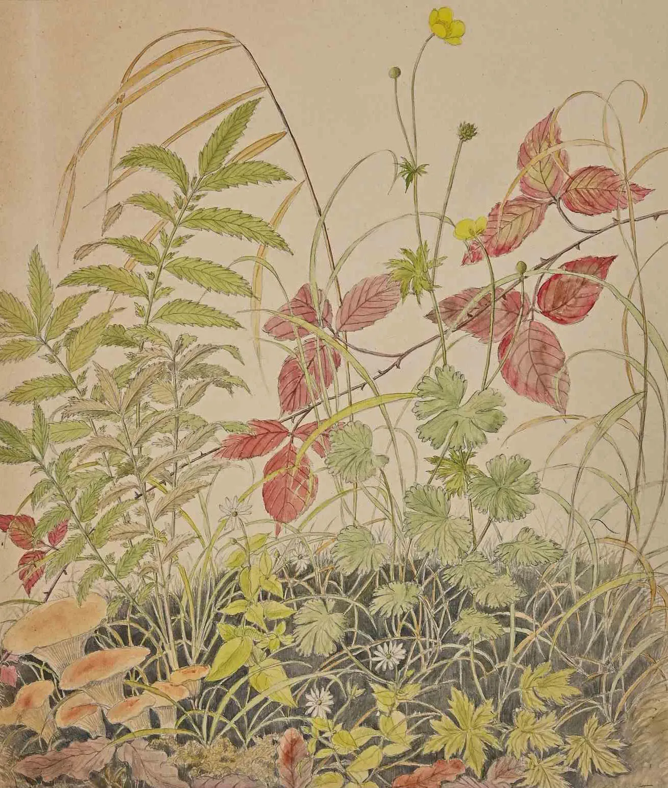 Anne Gallion-Krohn, Flowers, Plants and Mushrooms, Mid 20th Century, Ink & Watercolor