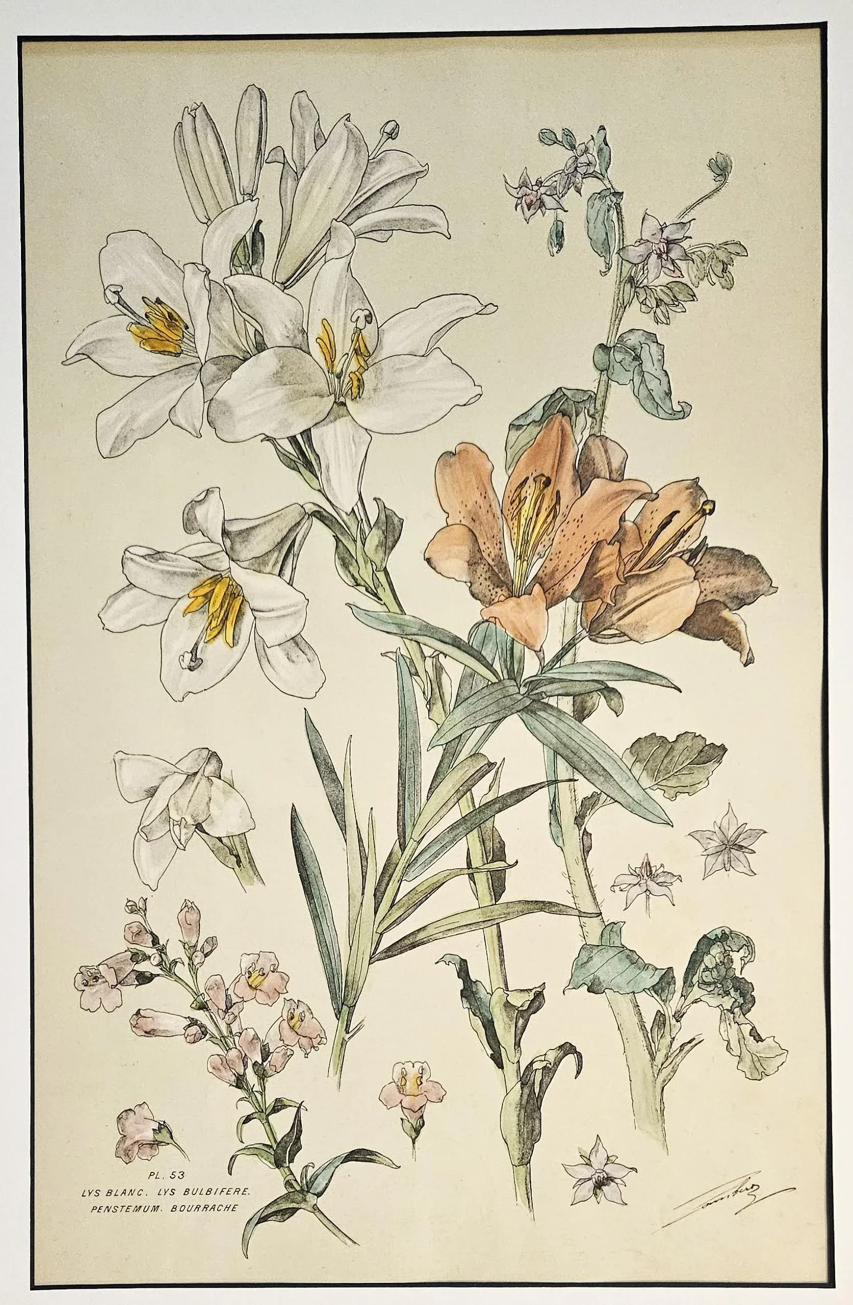 Large 1880s French Antique Botanical Chromolithograph-Lily- by H